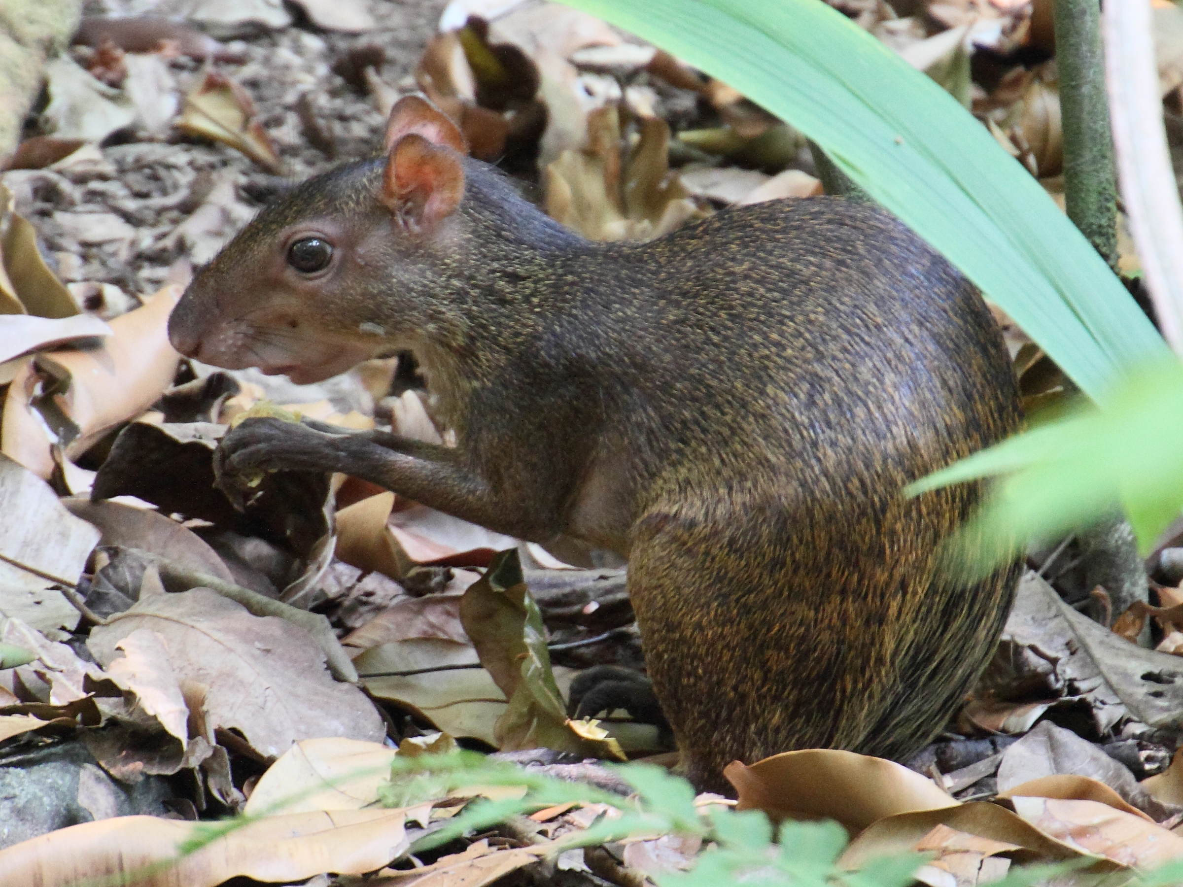 dasyprocta_punctata2md