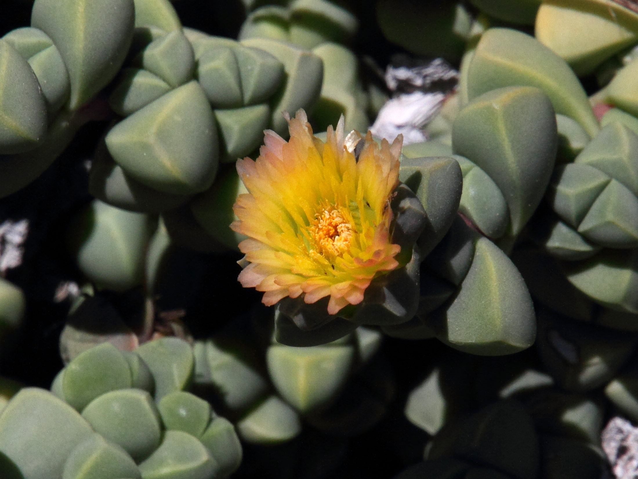 Afficher le média delosperma_lehmannii2md delosperma_lehmannii2md