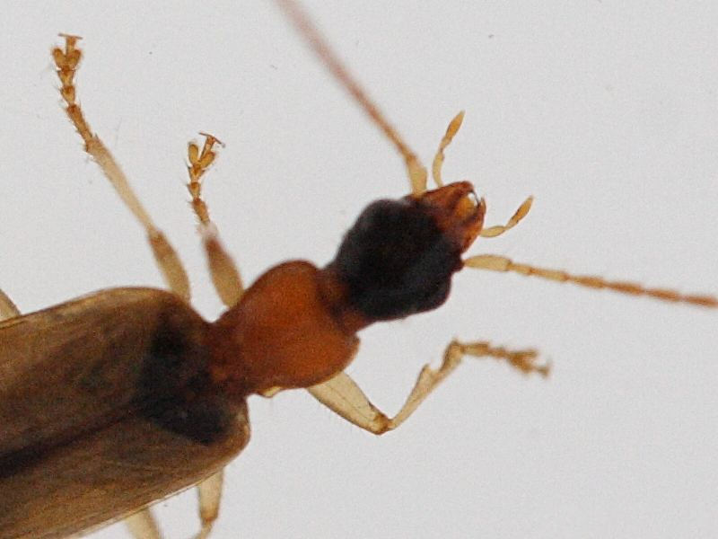 demetrias_atricapillus2md