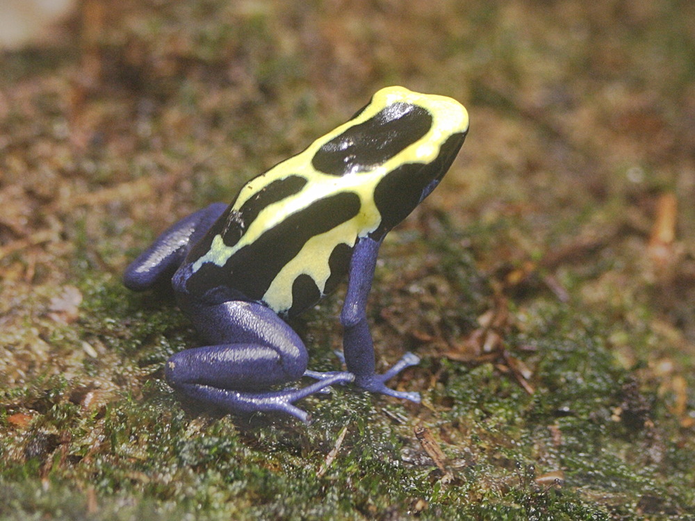 dendrobates_tinctorius2md