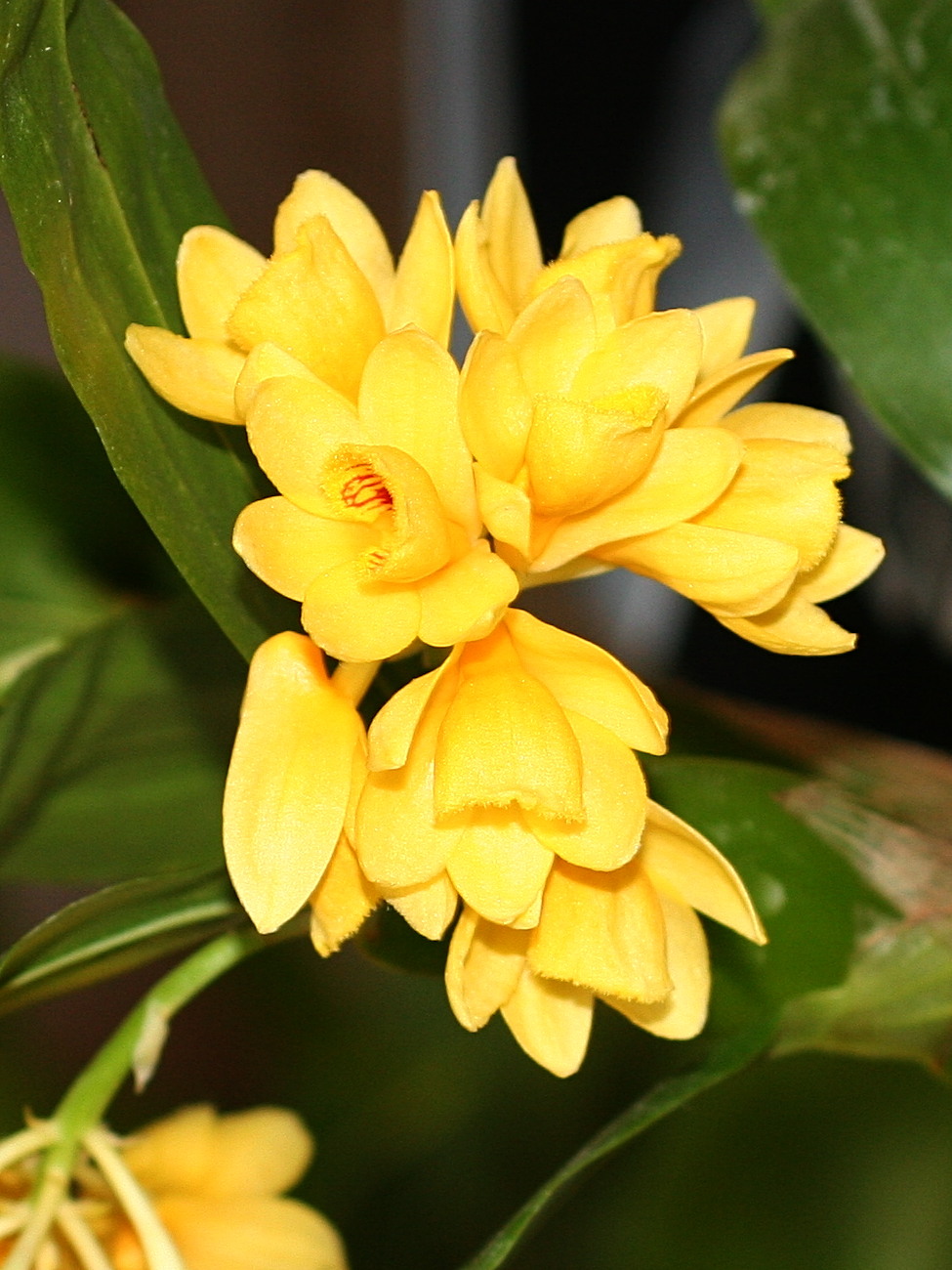 dendrobium_sulcatum2md