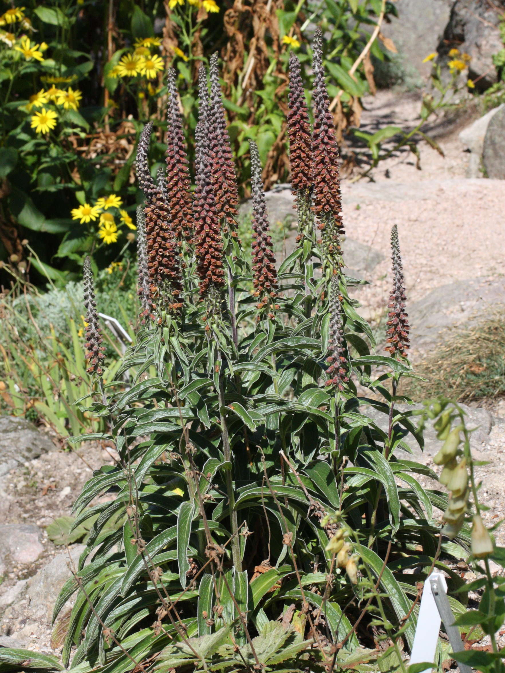 digitalis_parviflora1md