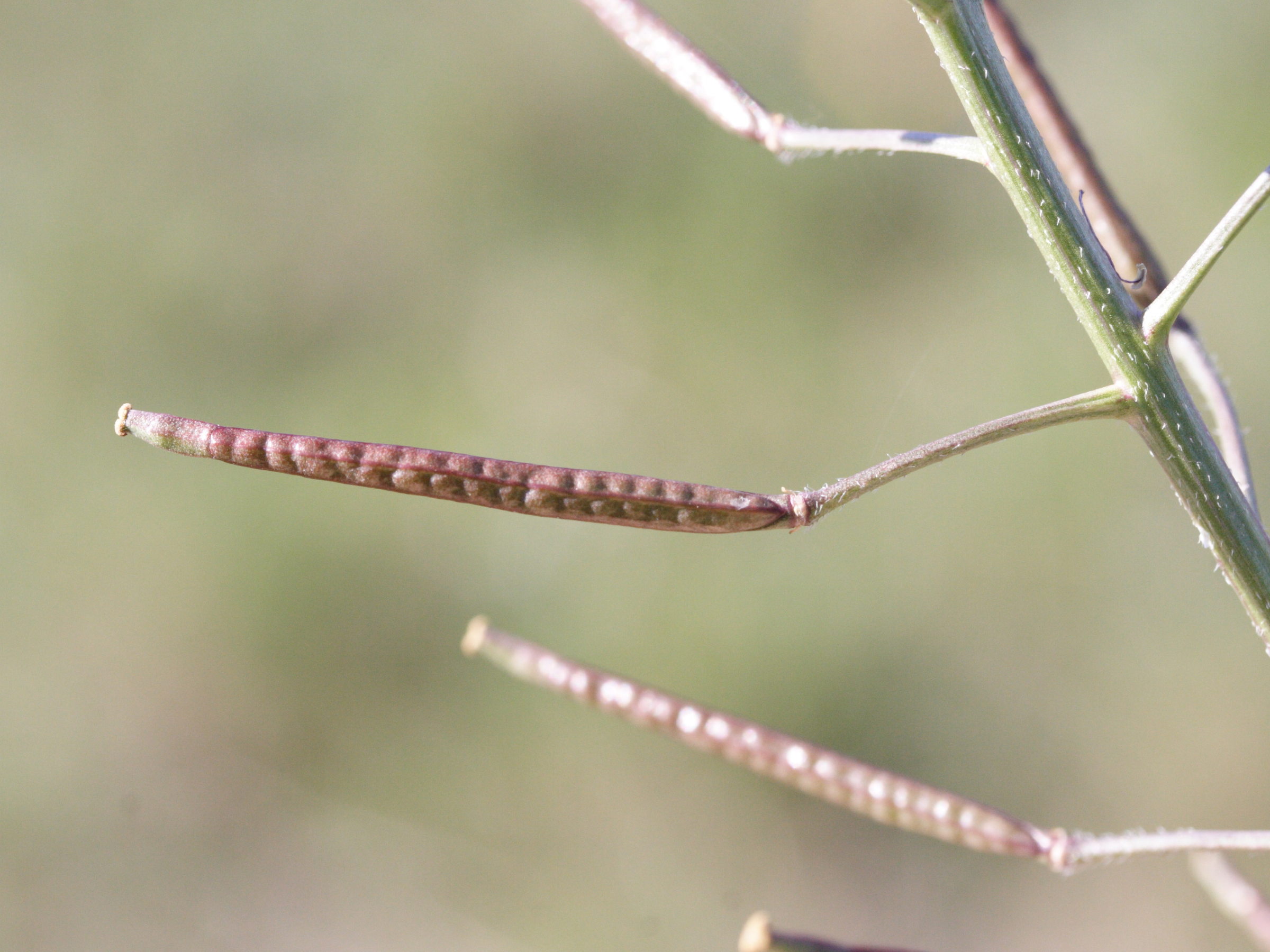 Afficher le média diplotaxis_erucoides2md diplotaxis_erucoides2md