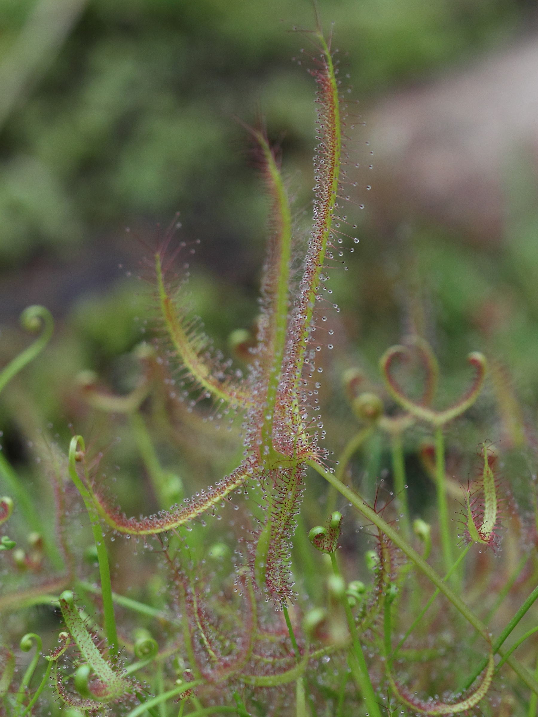drosera_binata6bd