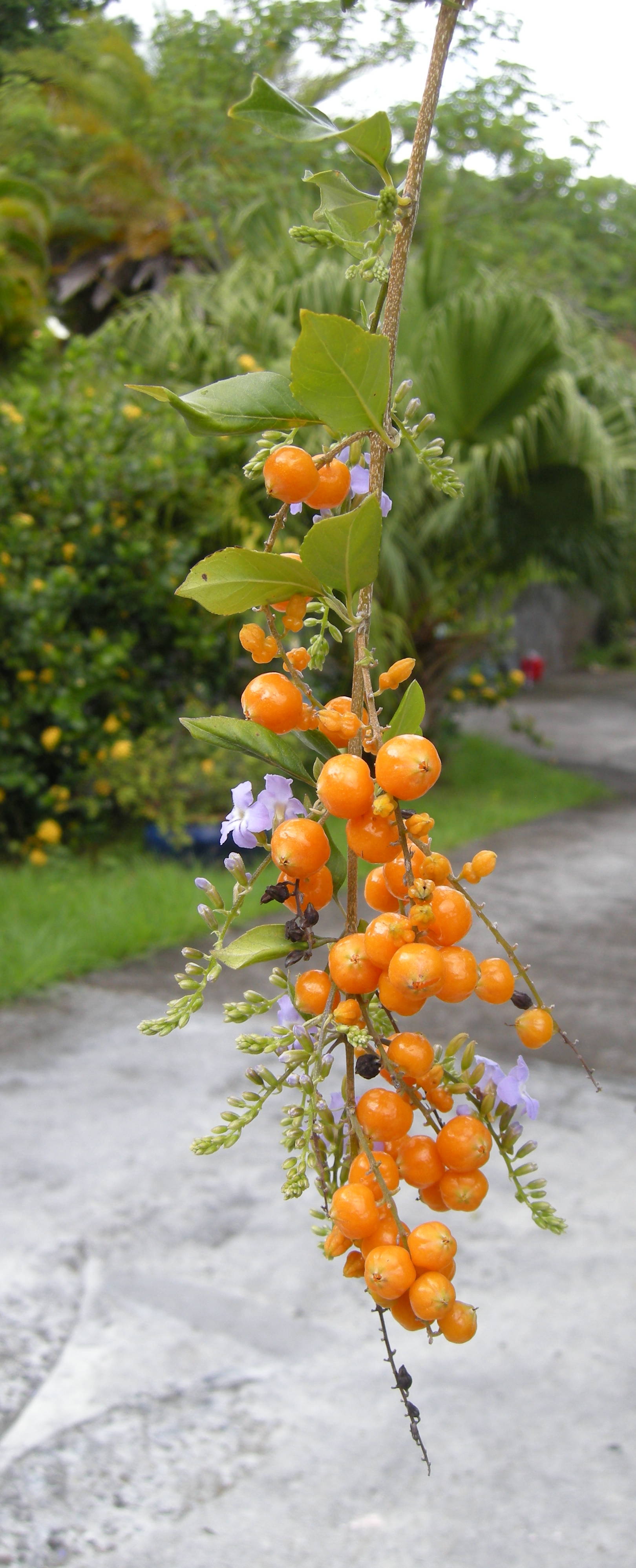 Afficher le média duranta_erecta4bmd duranta_erecta4bmd