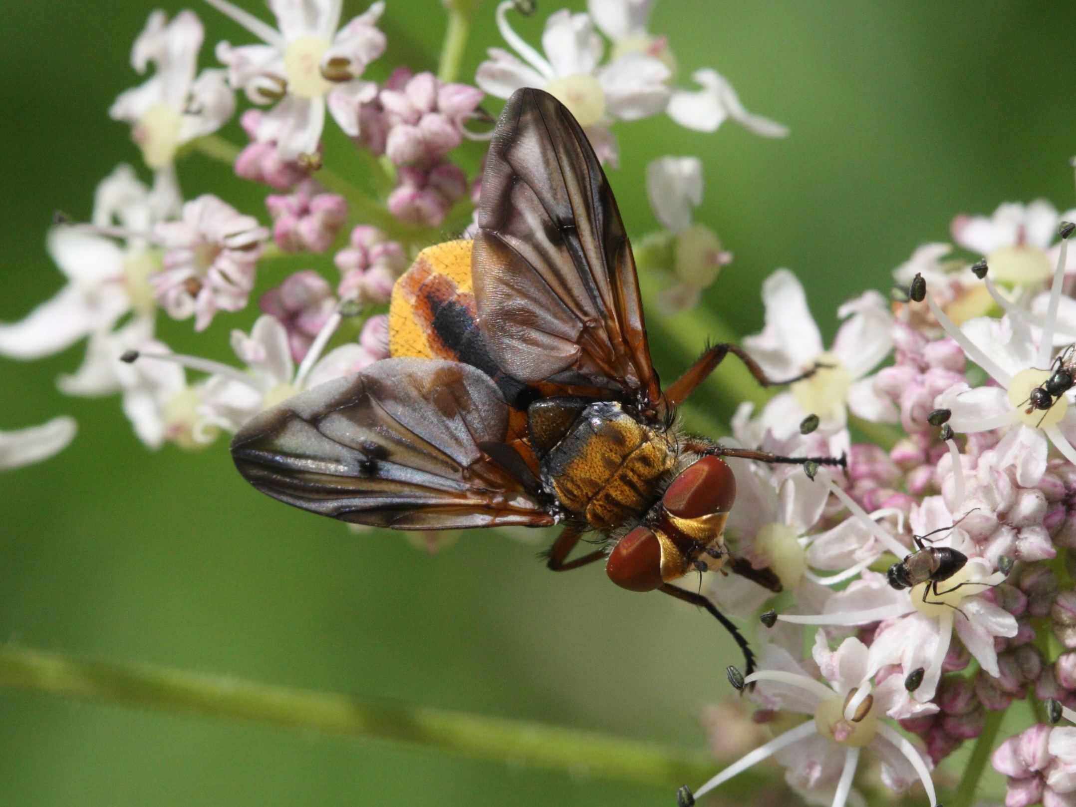 ectophasia_crassipennis1bd