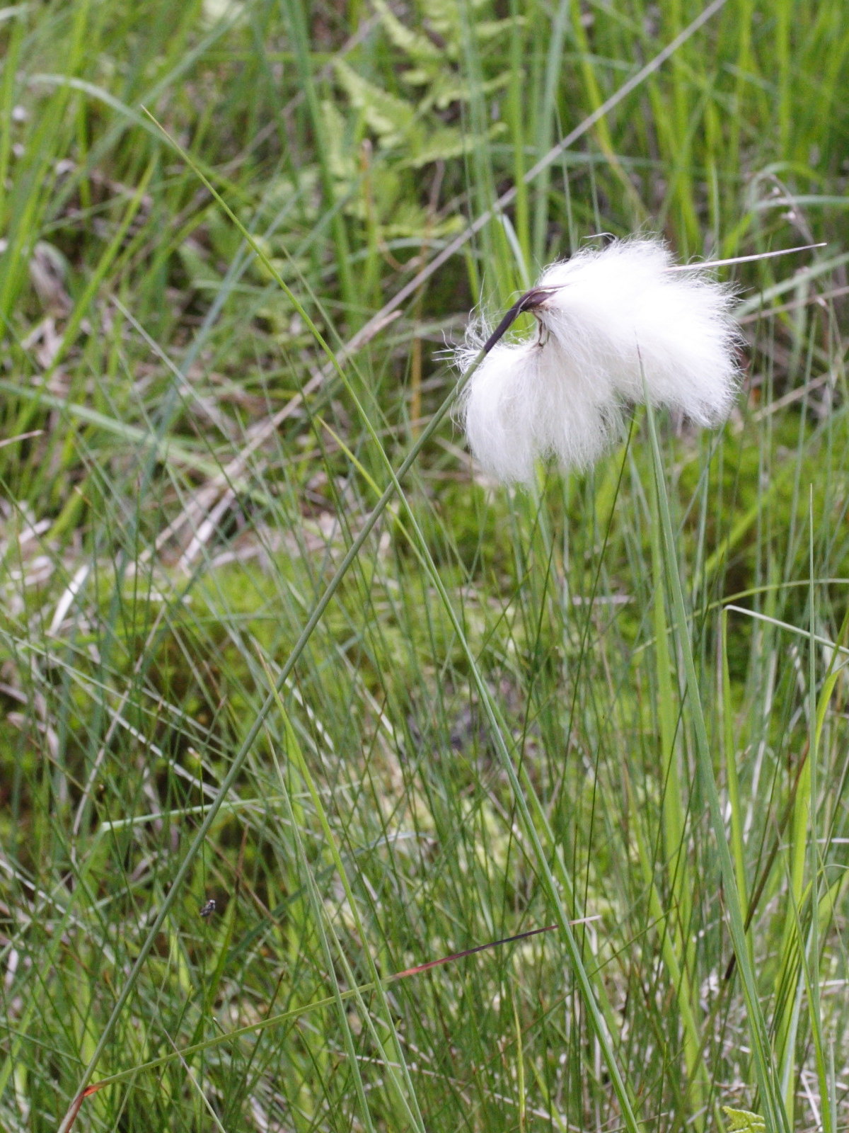 eriophorum_vaginatum2md