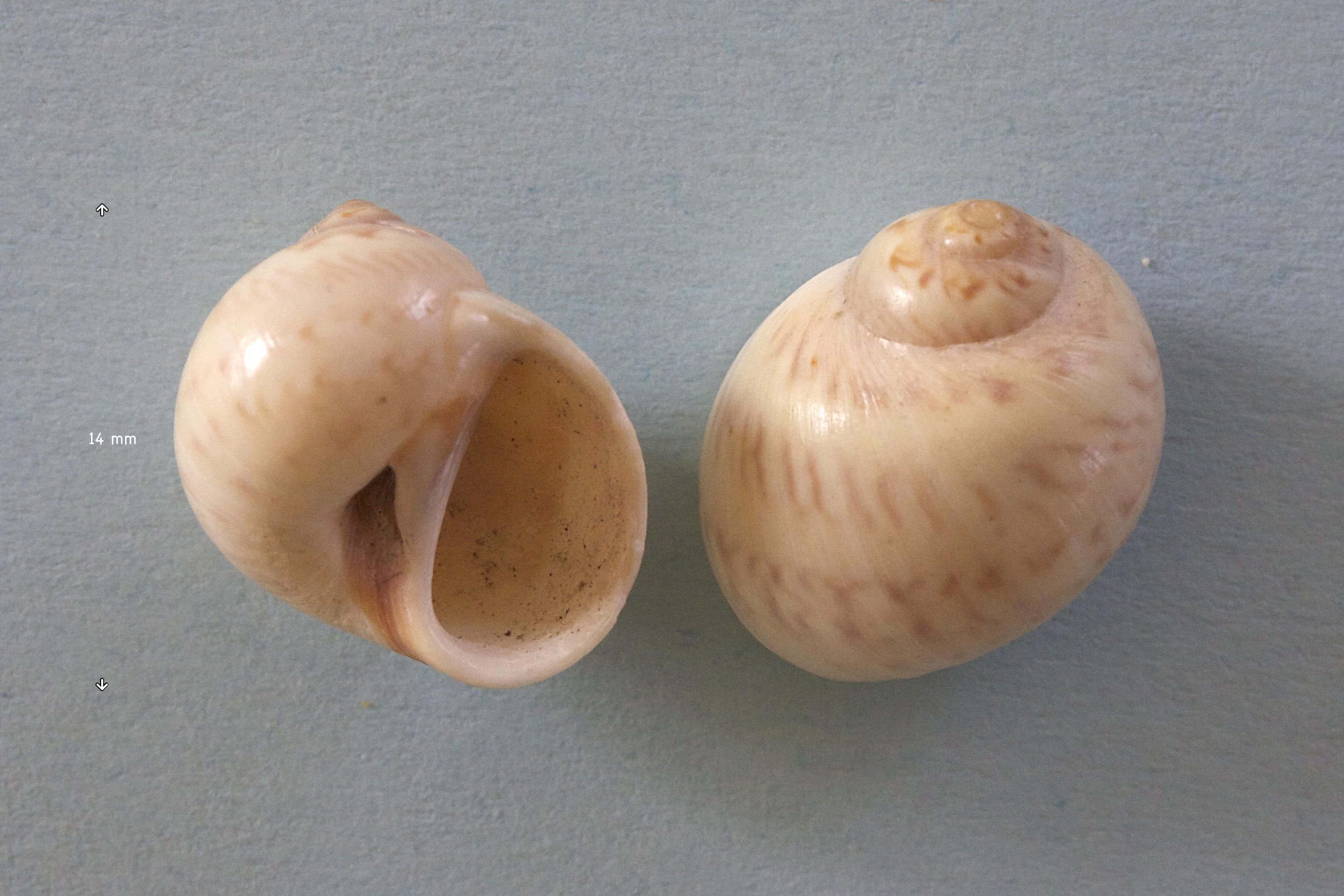 euspira_pulchella1md