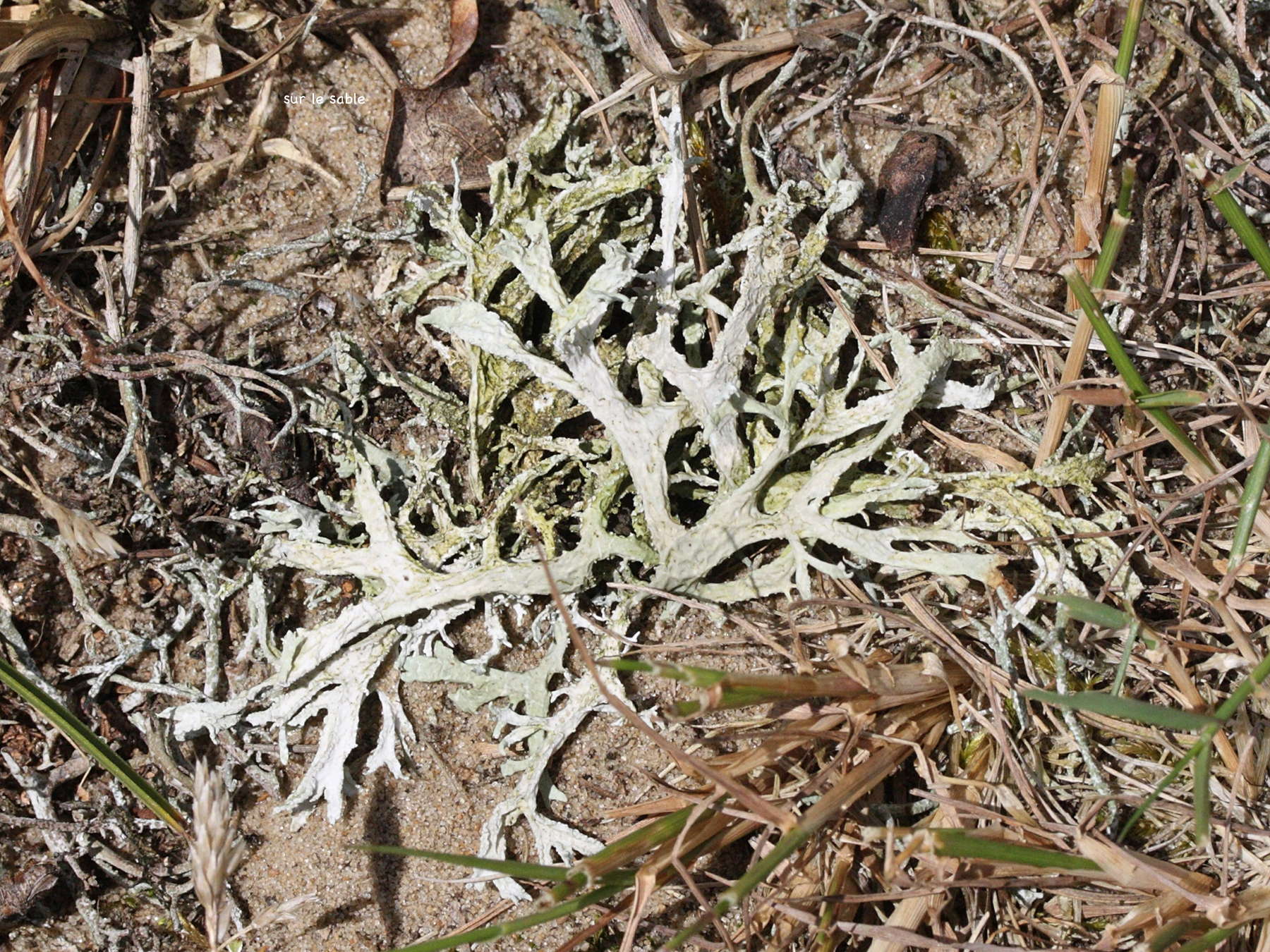 evernia_prunastri4md