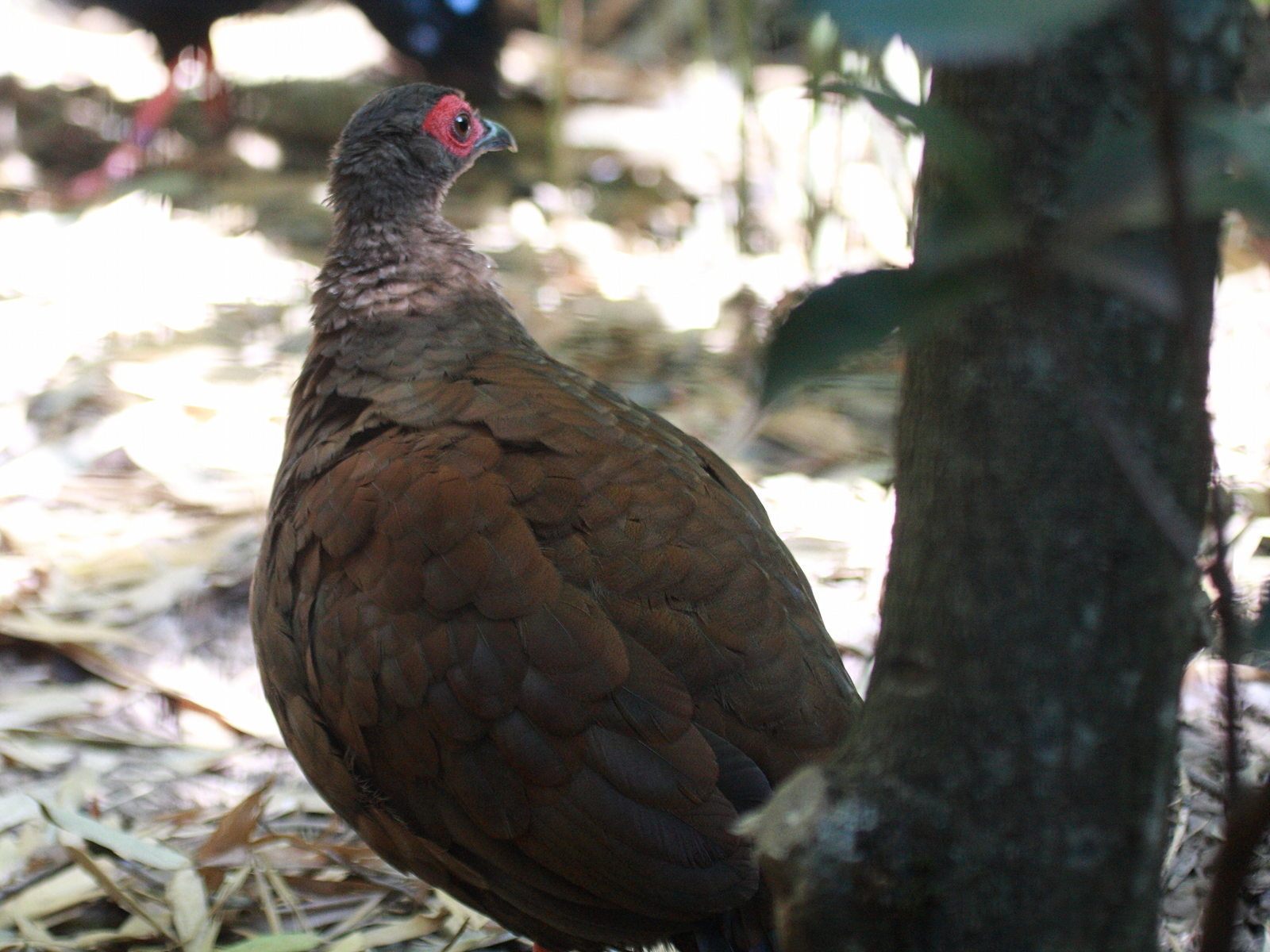 faisan_d-edwards_-_lophura_edwardsi4bd