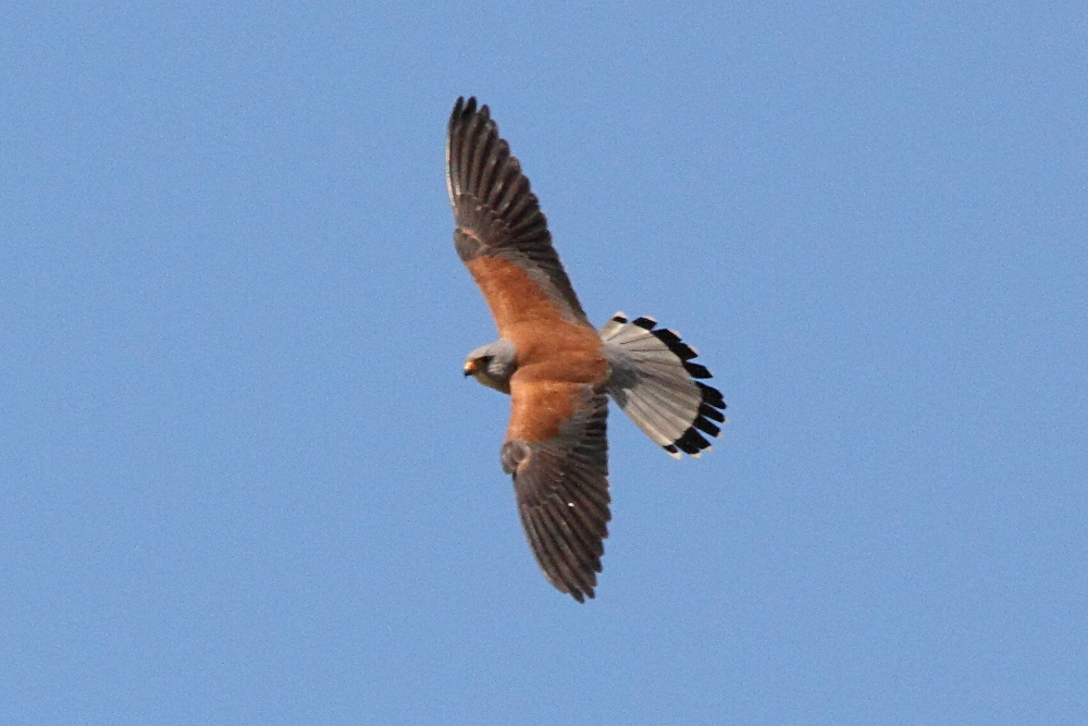 faucon_crecerellette_-_falco_naumanni2md