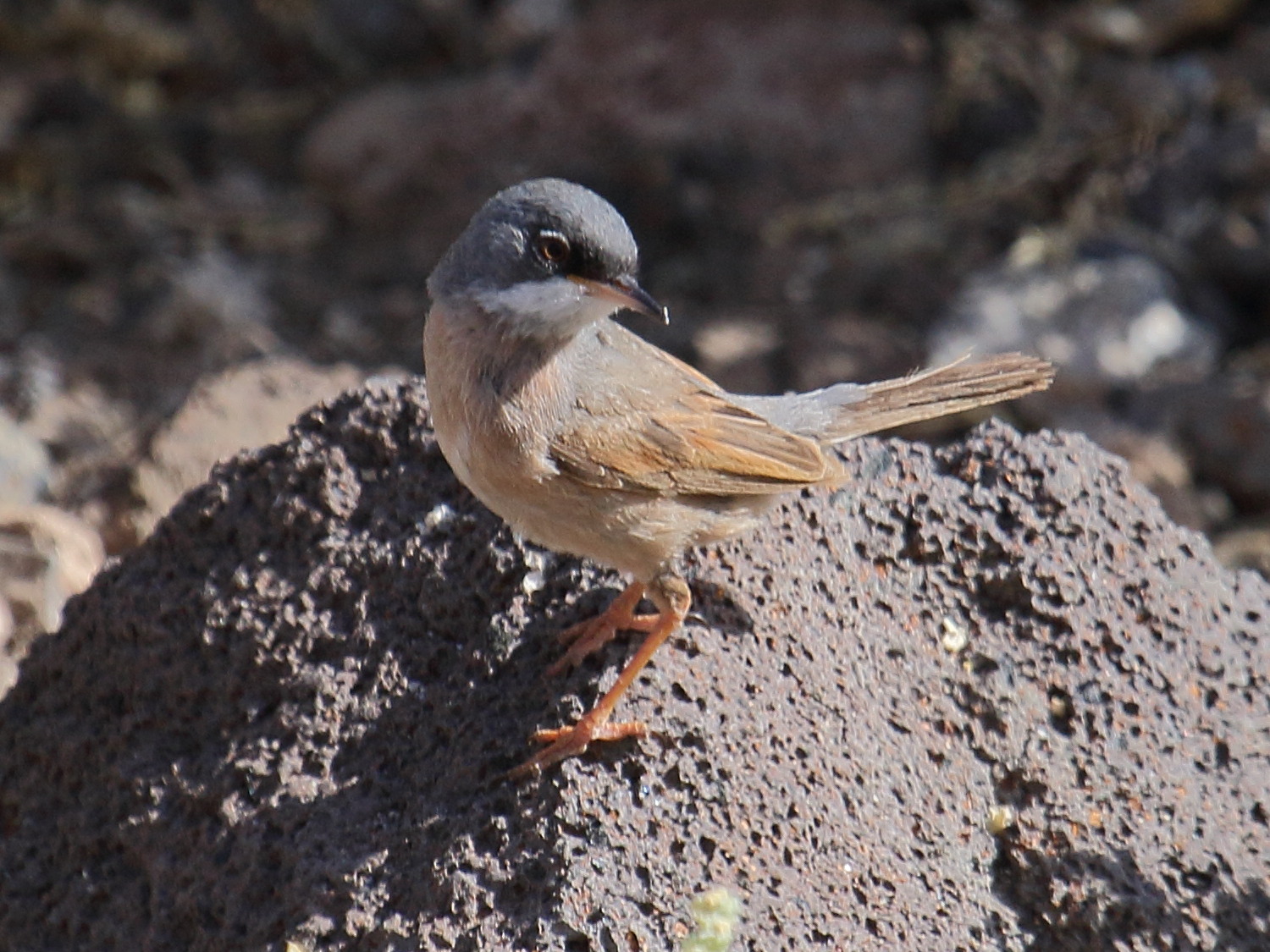 fauvette_a_lunettes_-_sylvia_conspicillata3bd