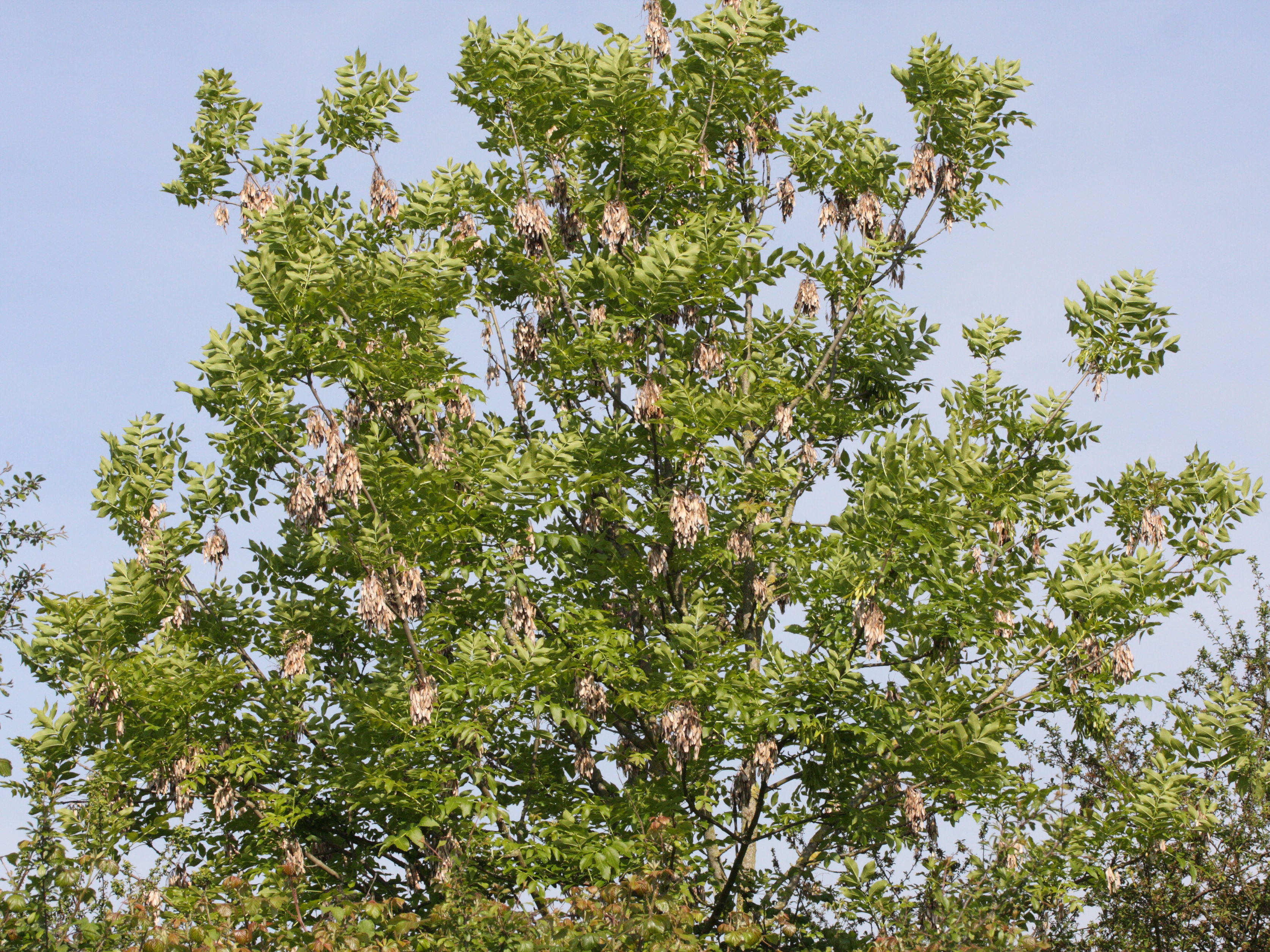 fraxinus_excelsior5md