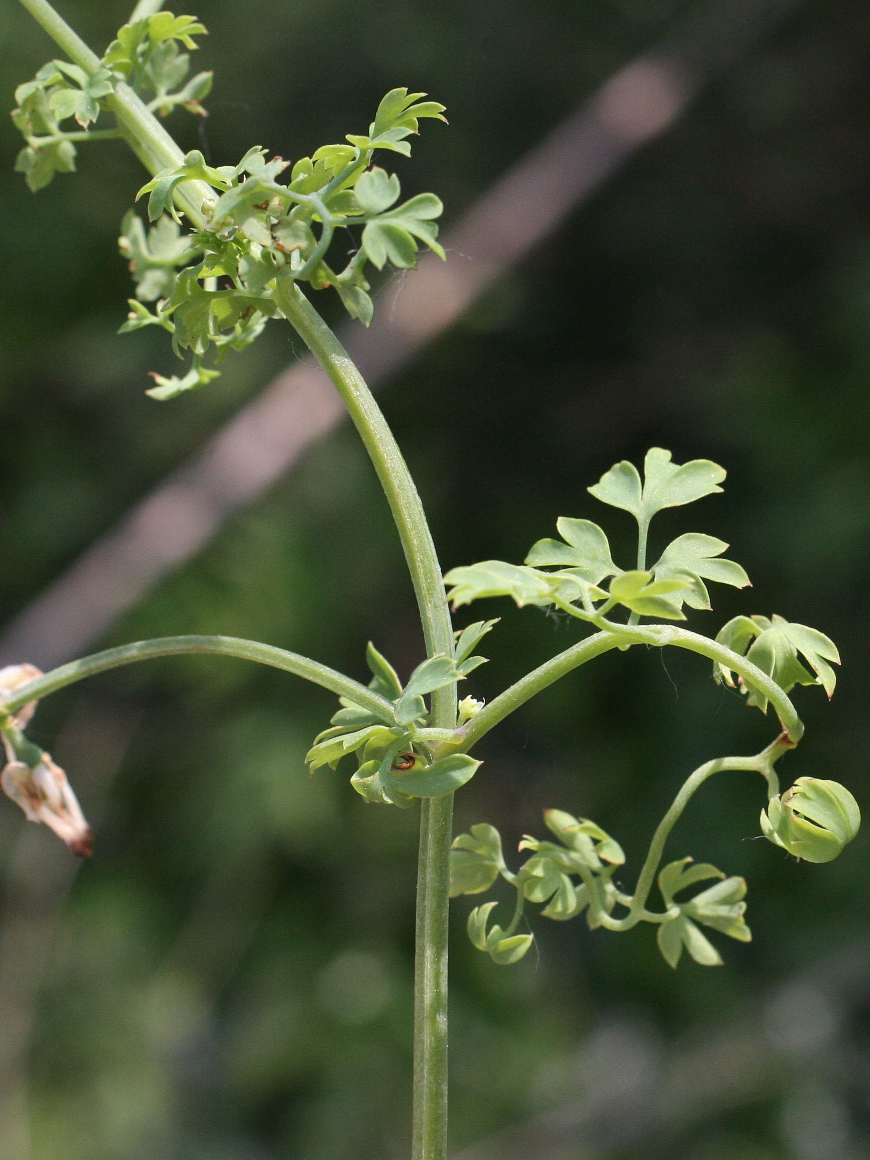 Afficher le média fumaria_capreolata4md fumaria_capreolata4md