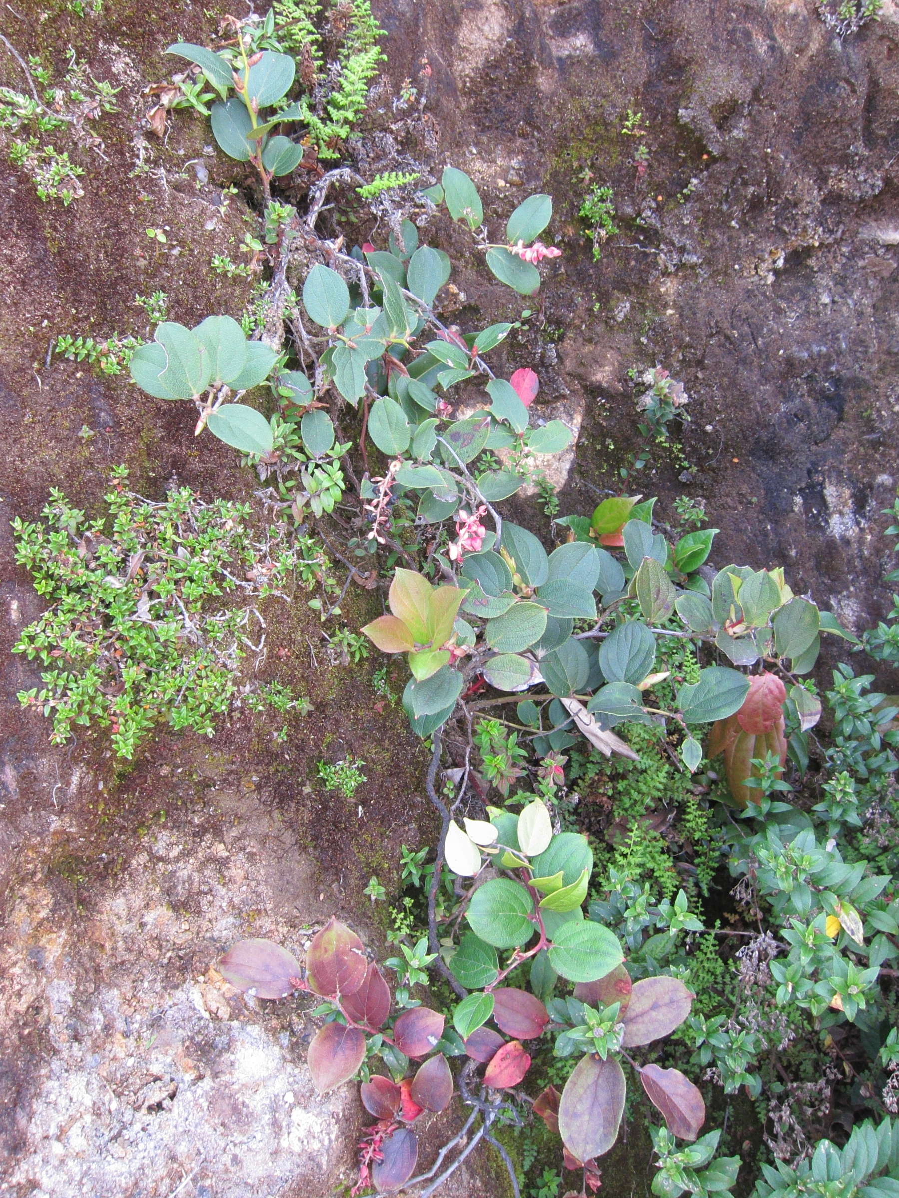 gaultheria_erecta1bd