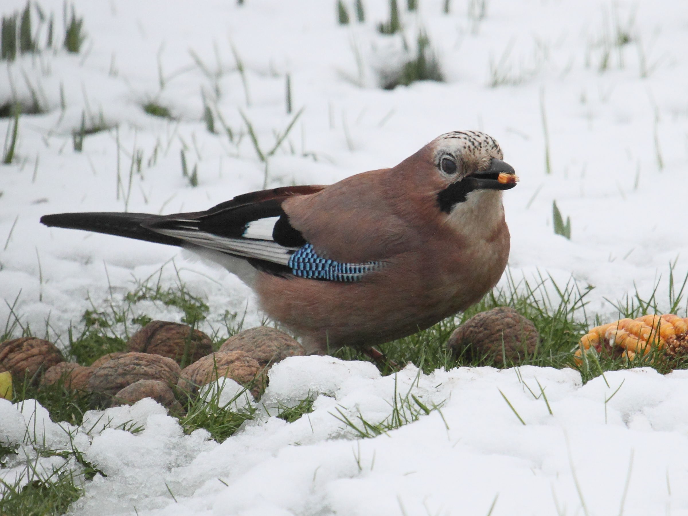 geai_des_chenes_-_garrulus_glandarius3bd