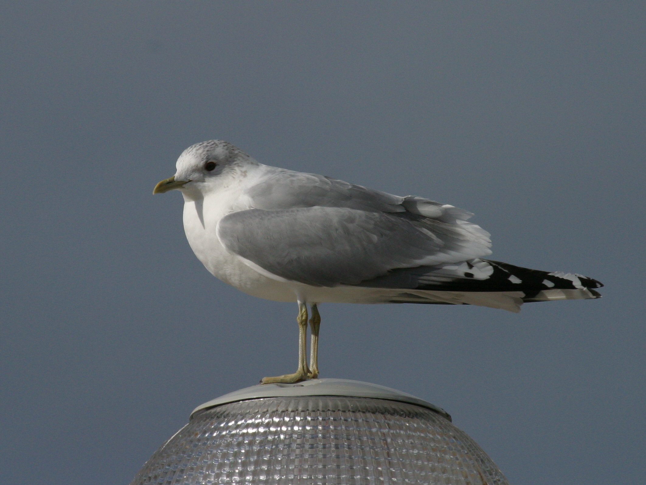 goeland_cendre_-_larus_canus1md