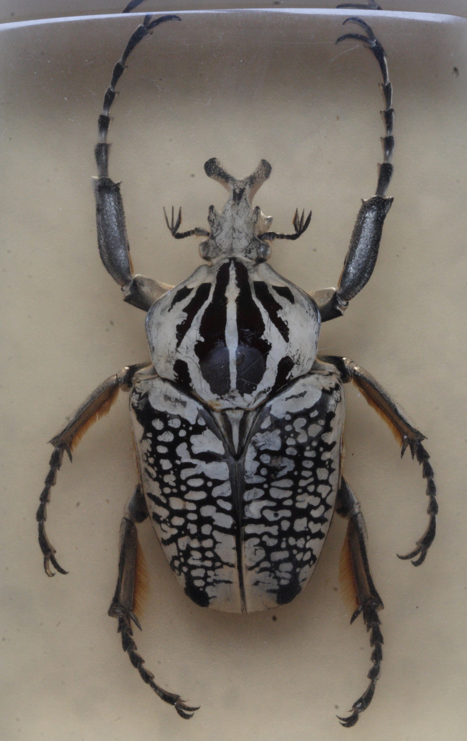 goliathus_orientalis1md