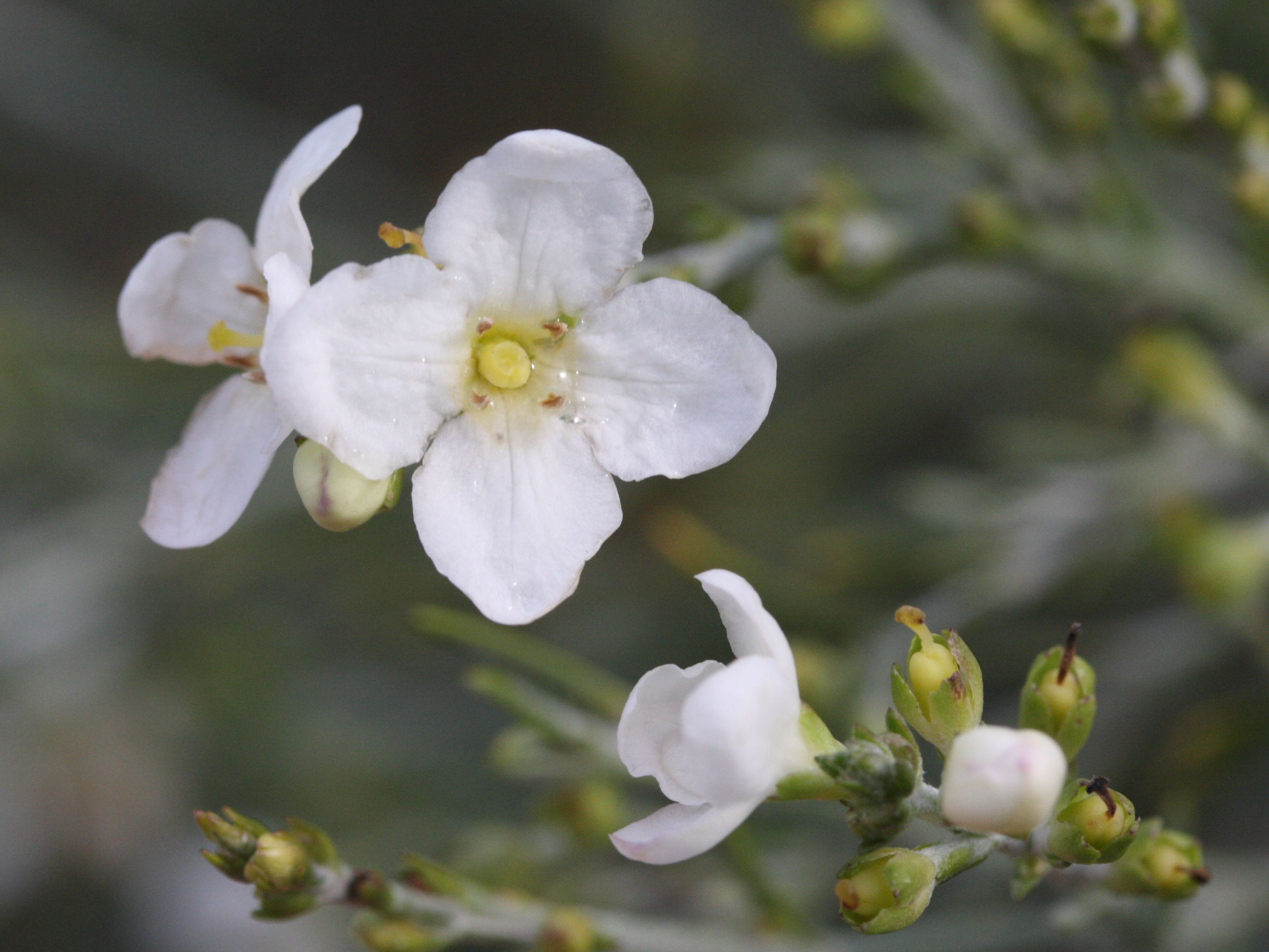 Afficher le média gomphostigma_virgatum2md gomphostigma_virgatum2md