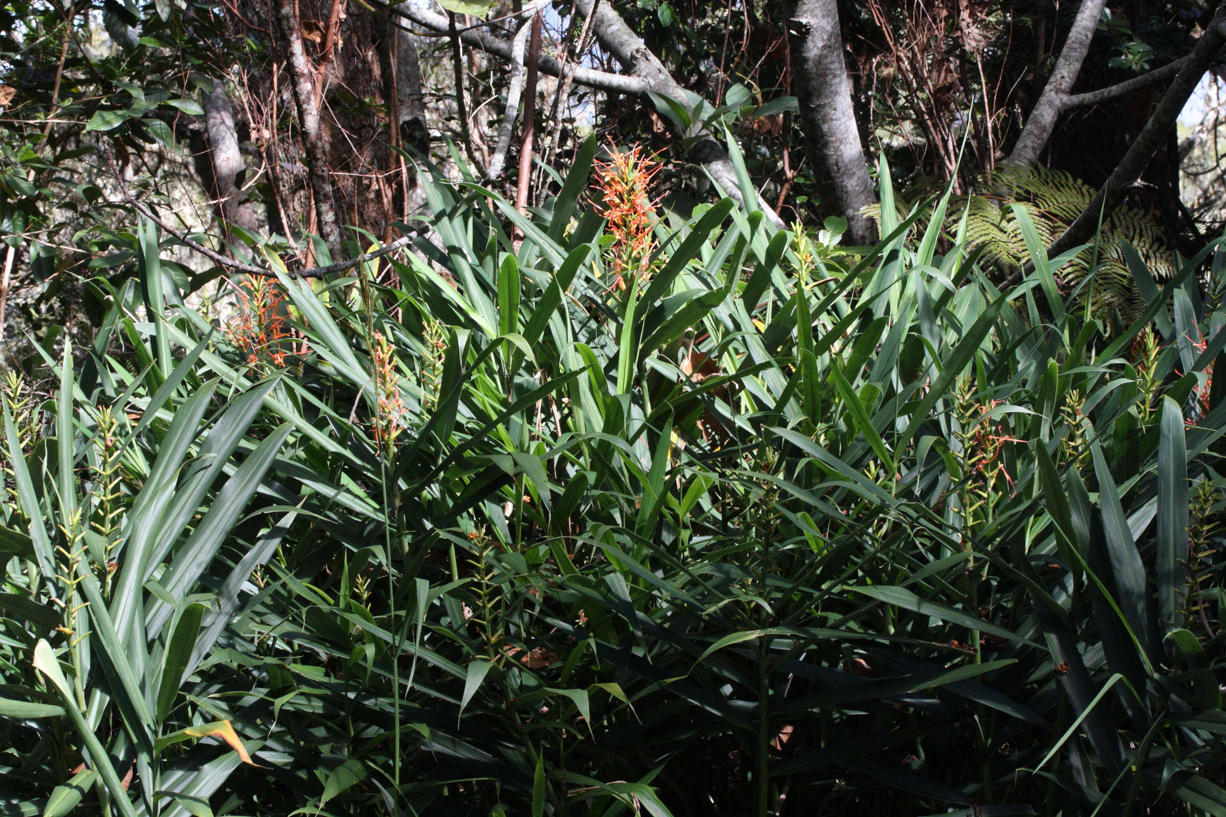 hedychium_coccineum3md