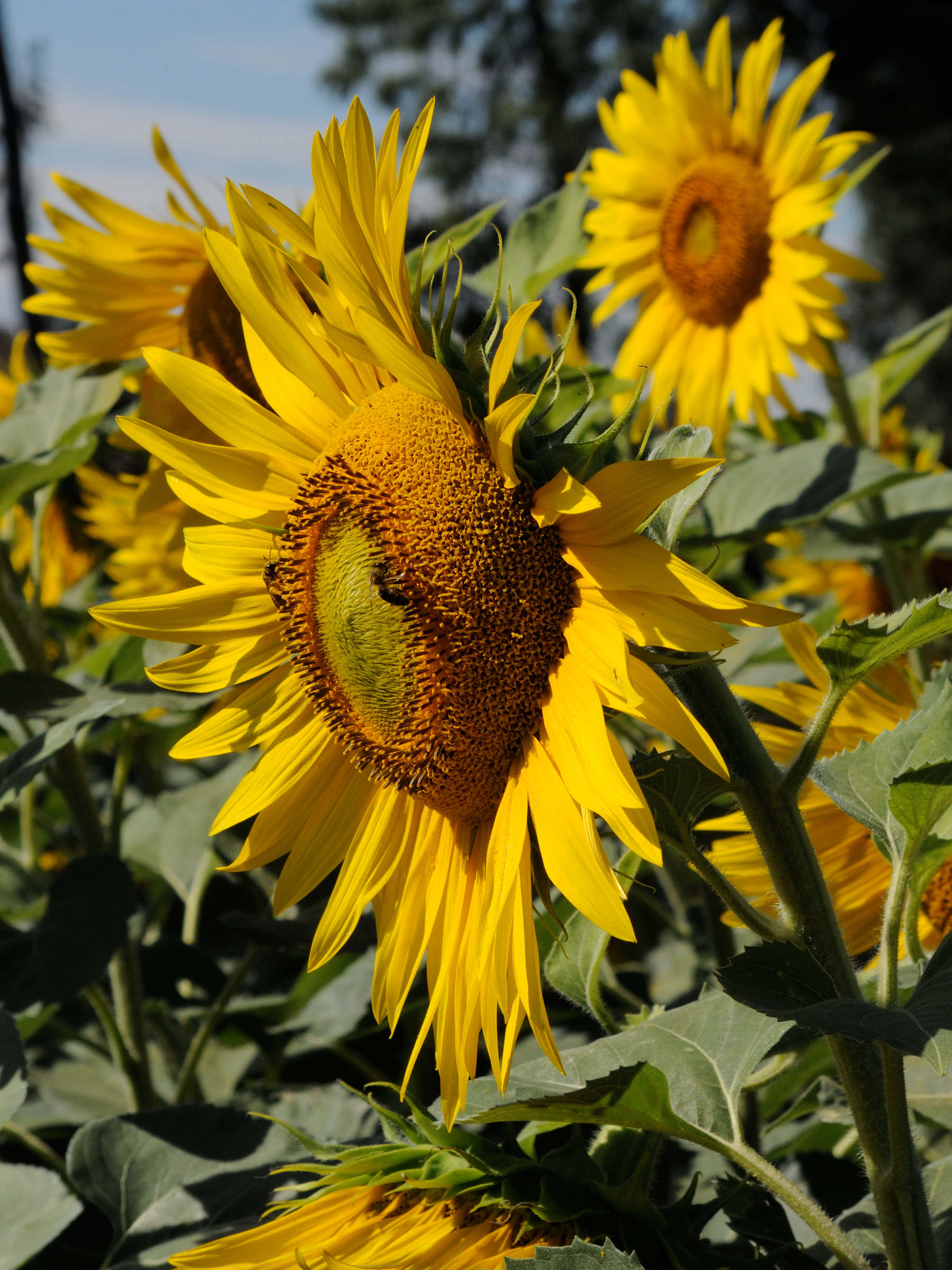 Afficher le média helianthus_annuus2md helianthus_annuus2md