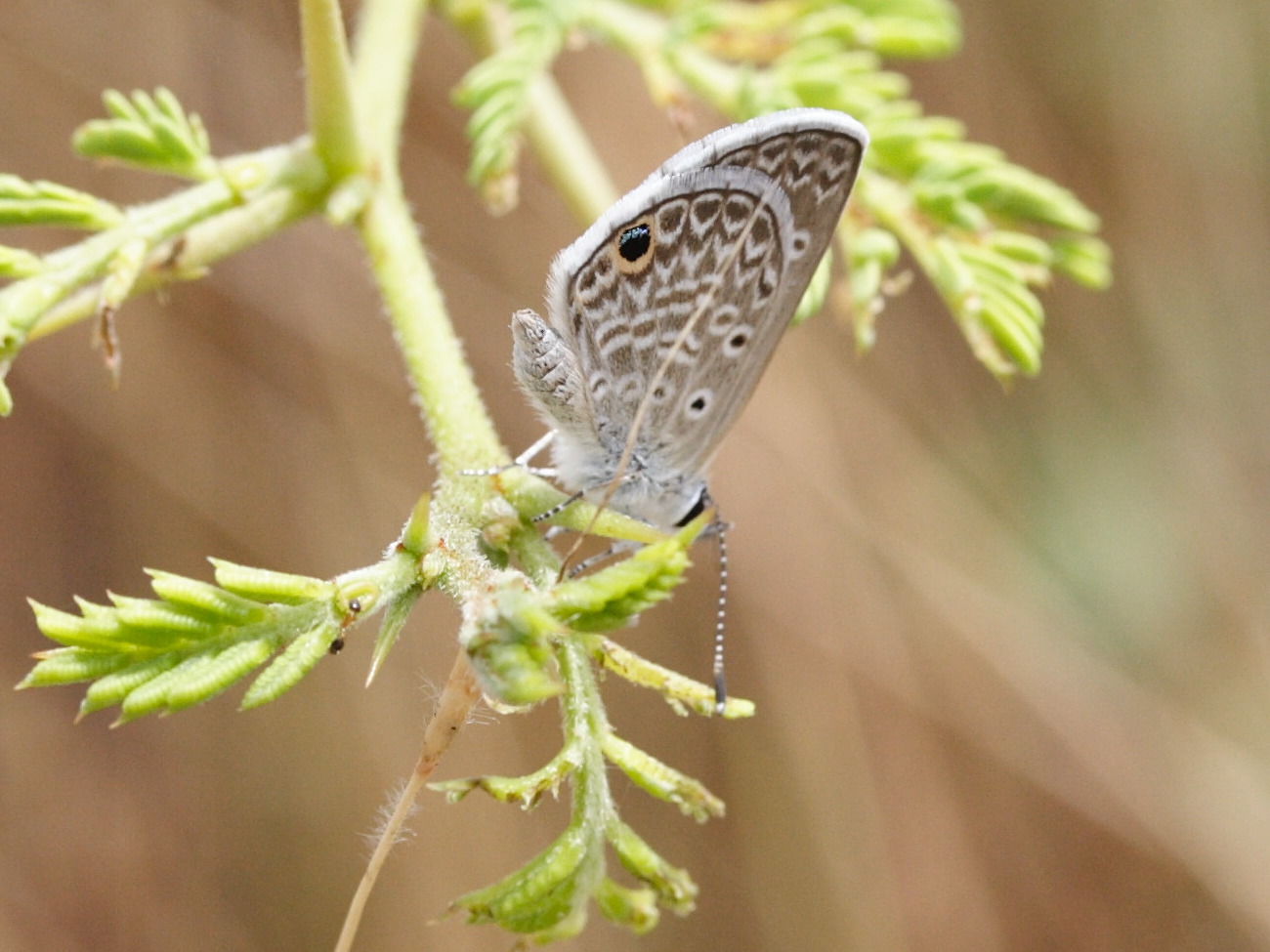 hemiargus_hanno_watsoni2md
