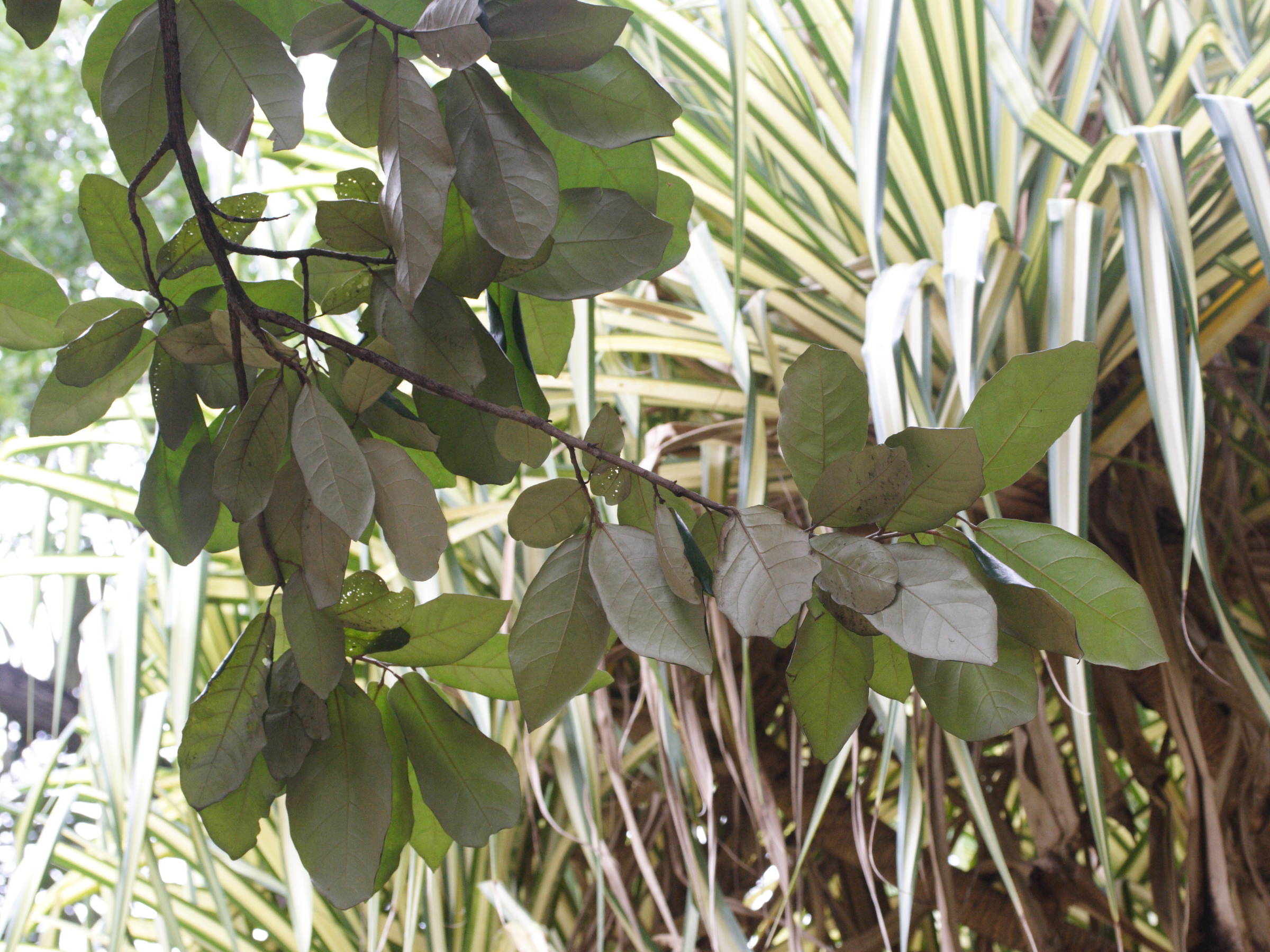 heritiera_littoralis2md