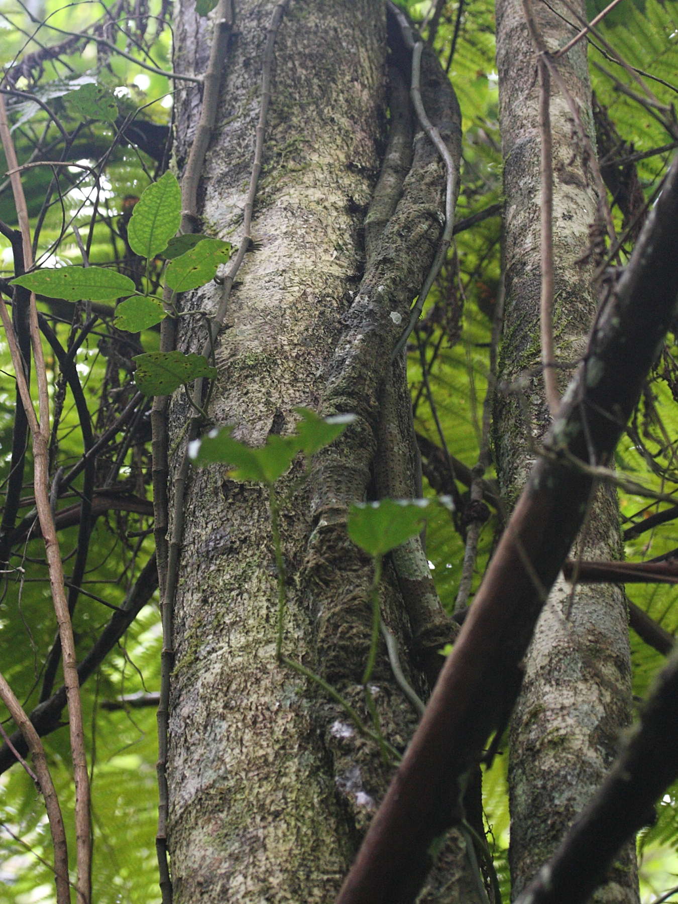 homalium_paniculatum4md