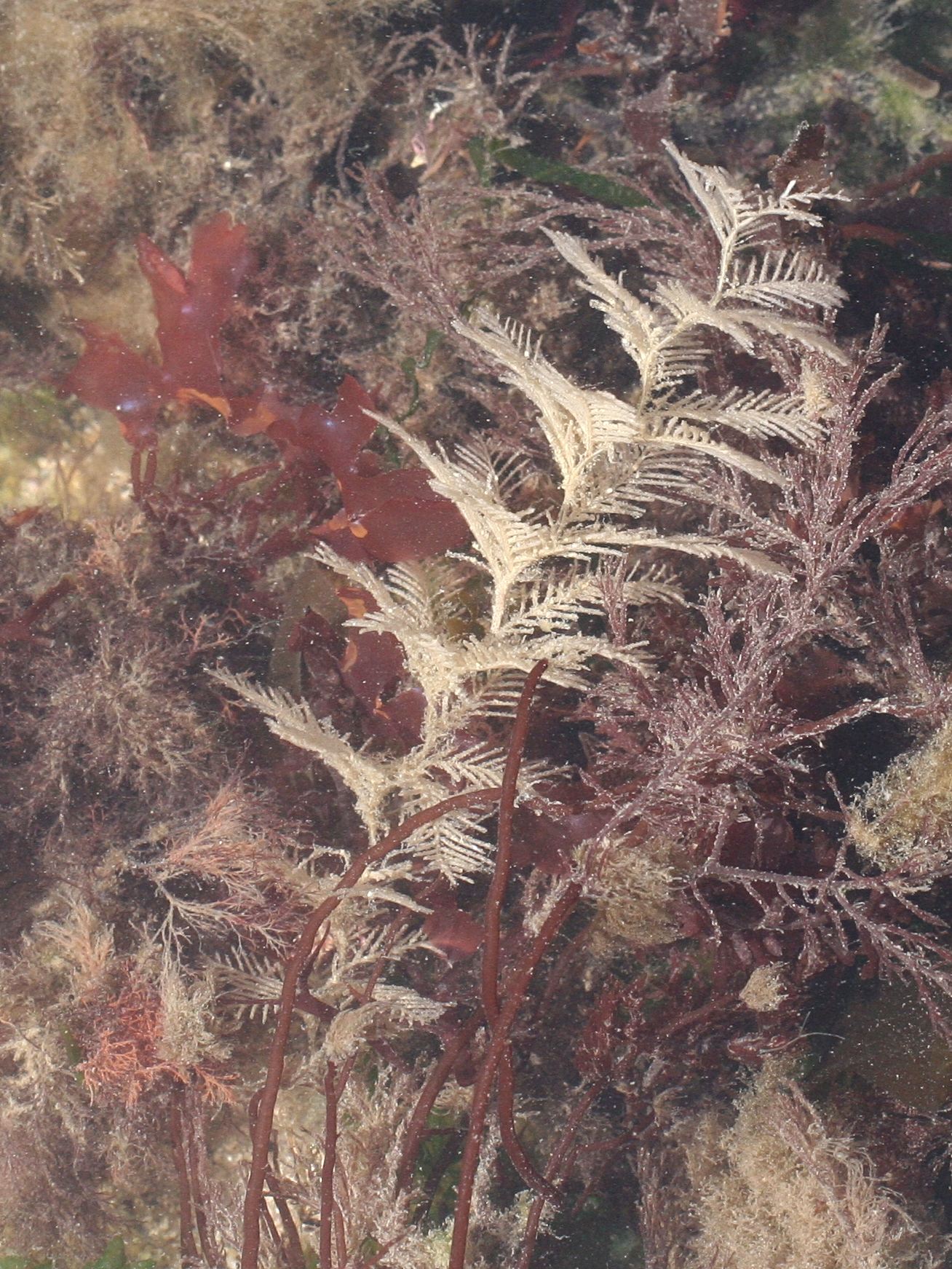 Afficher le média hydrallmania_falcata1md hydrallmania_falcata1md