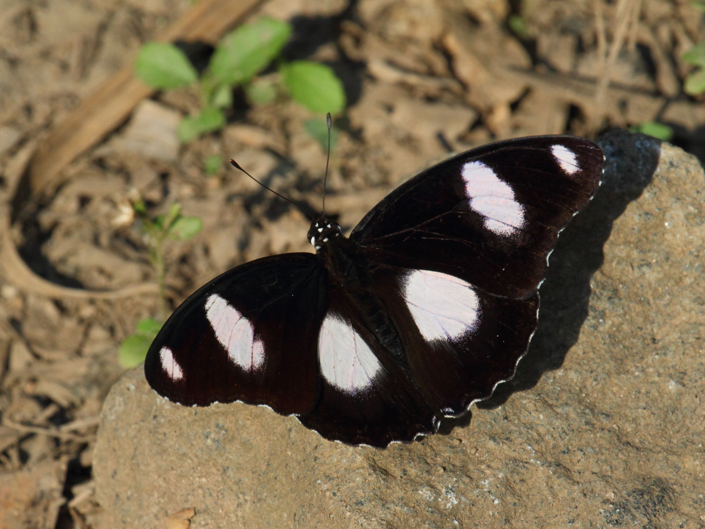 hypolimnas_misippus3bd