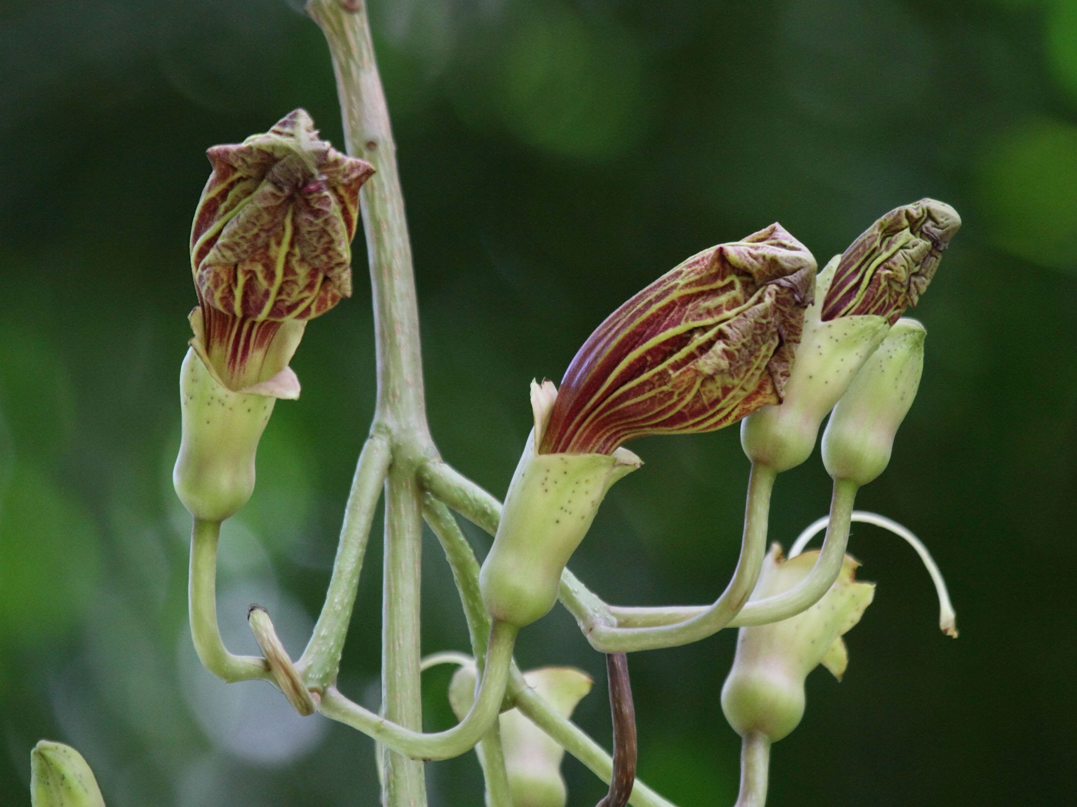 Afficher le média kigelia_africana2bd kigelia_africana2bd