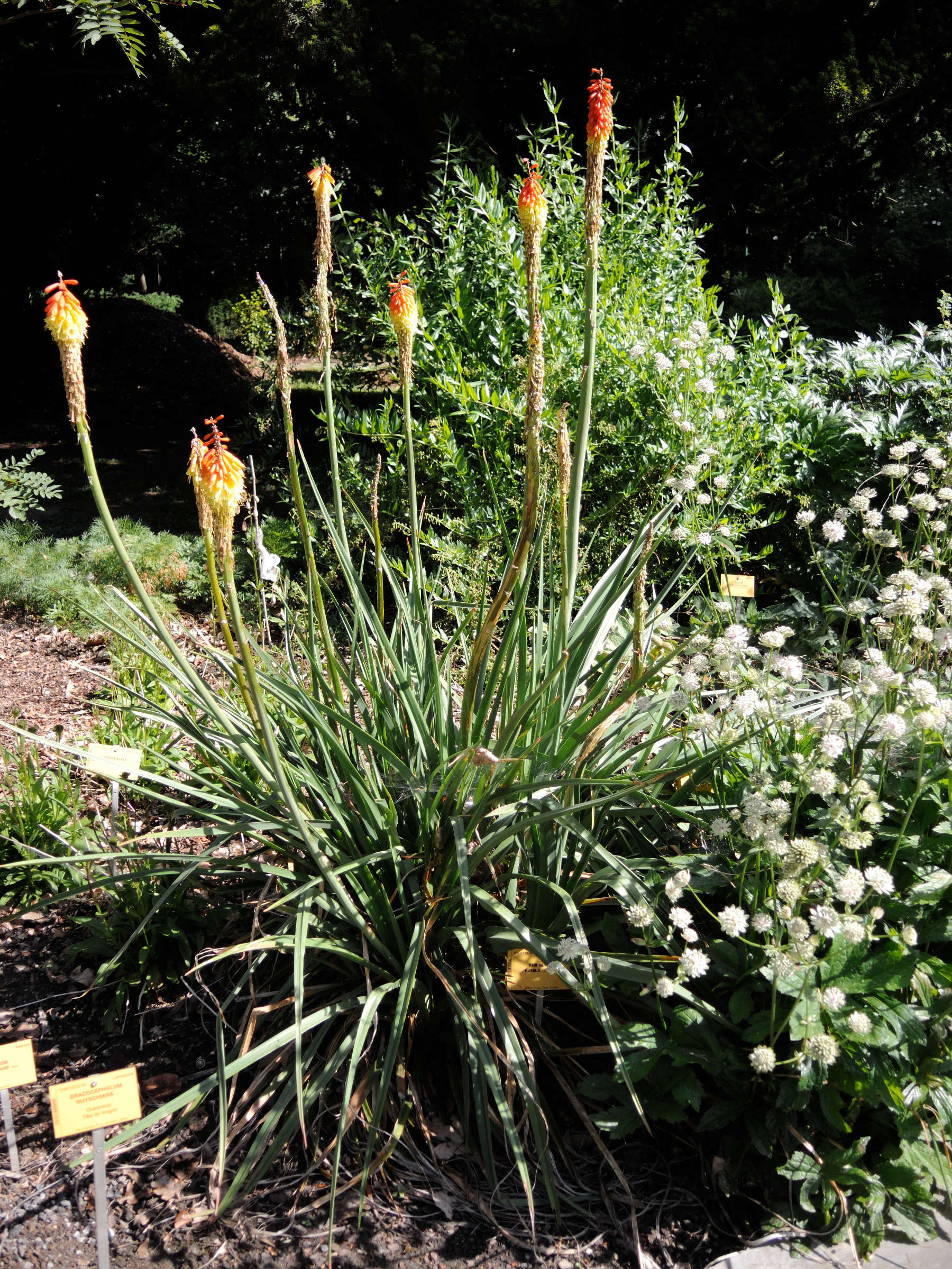kniphofia_pumila1md