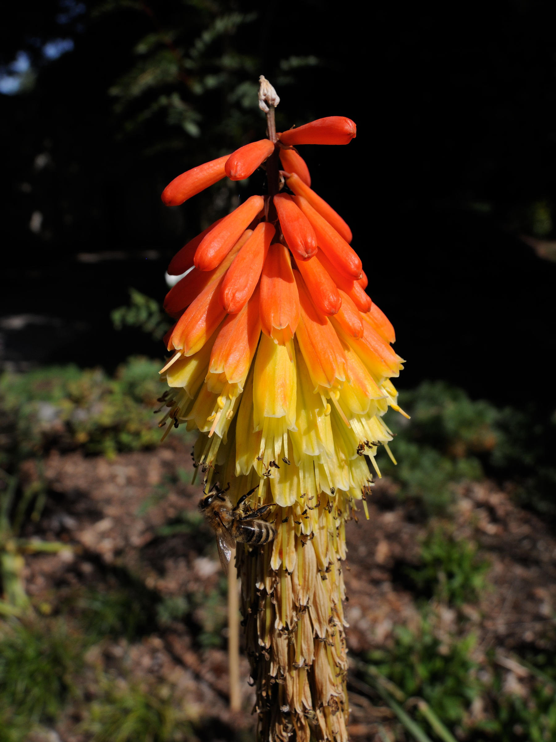 kniphofia_pumila2md