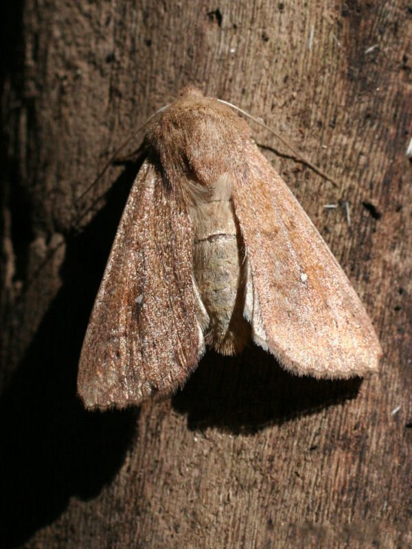 Afficher le média lasiocampa_trifolii4md lasiocampa_trifolii4md