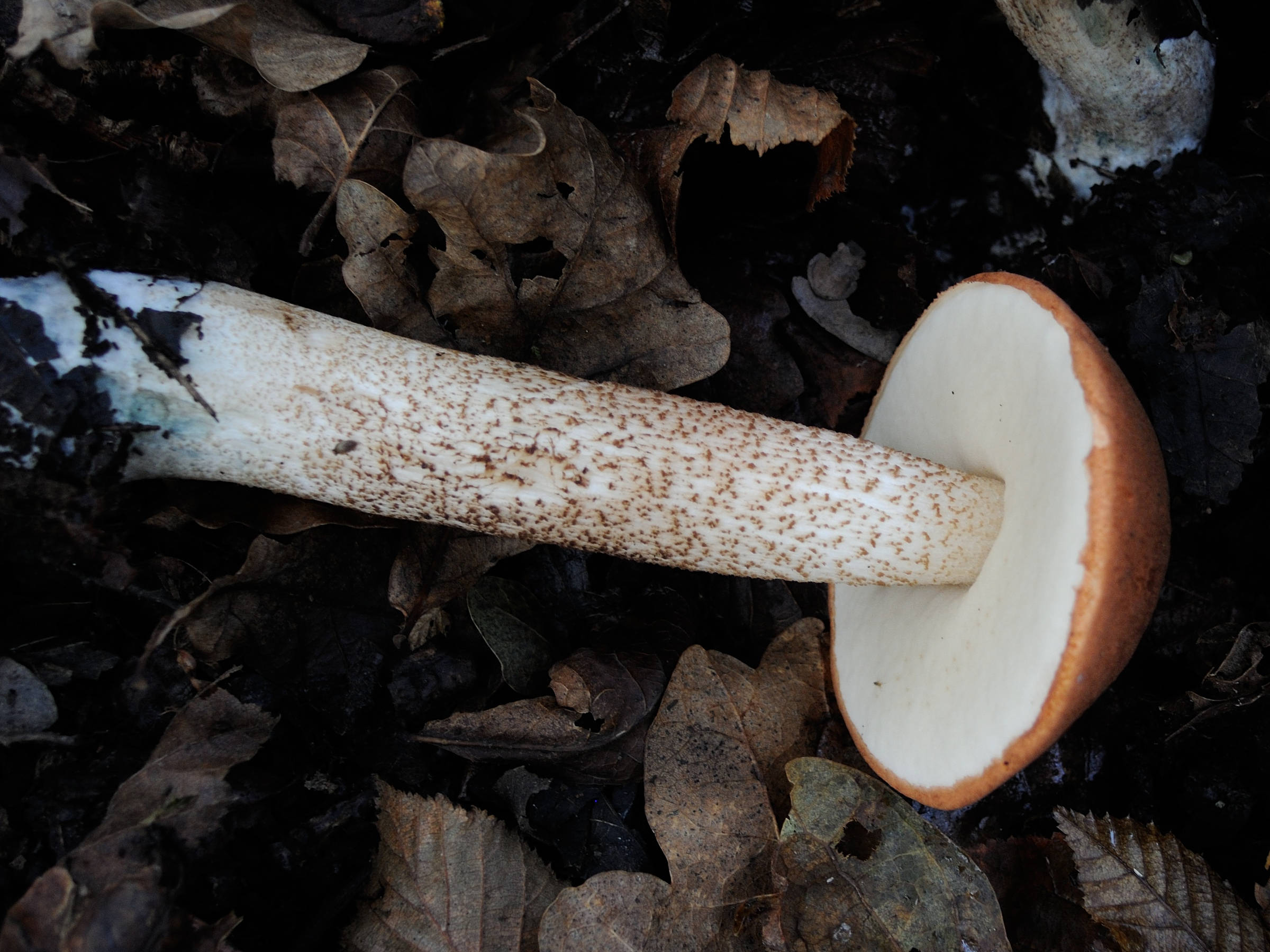 leccinum_aurantiacum2md