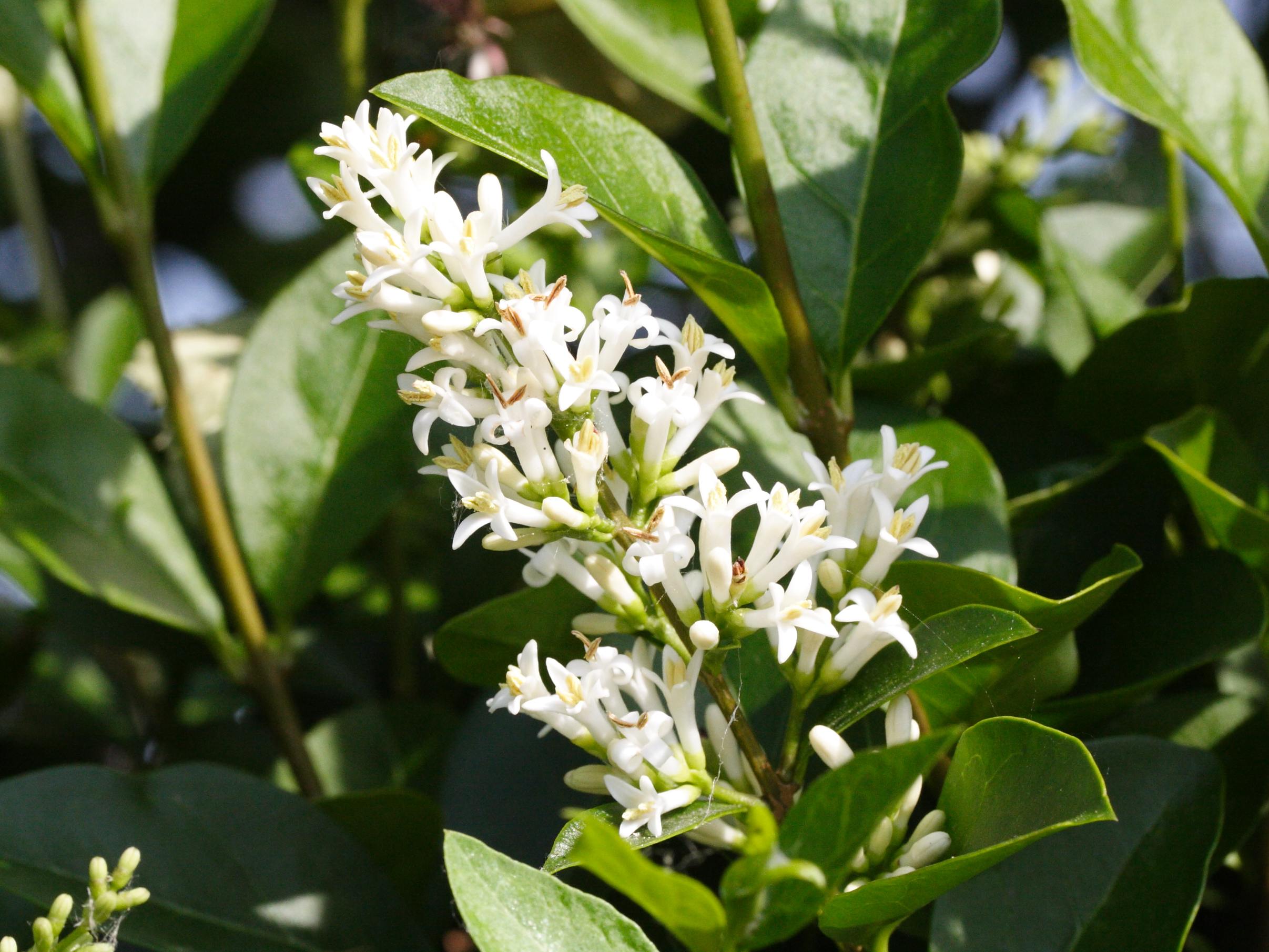 ligustrum_ovalifolium2md