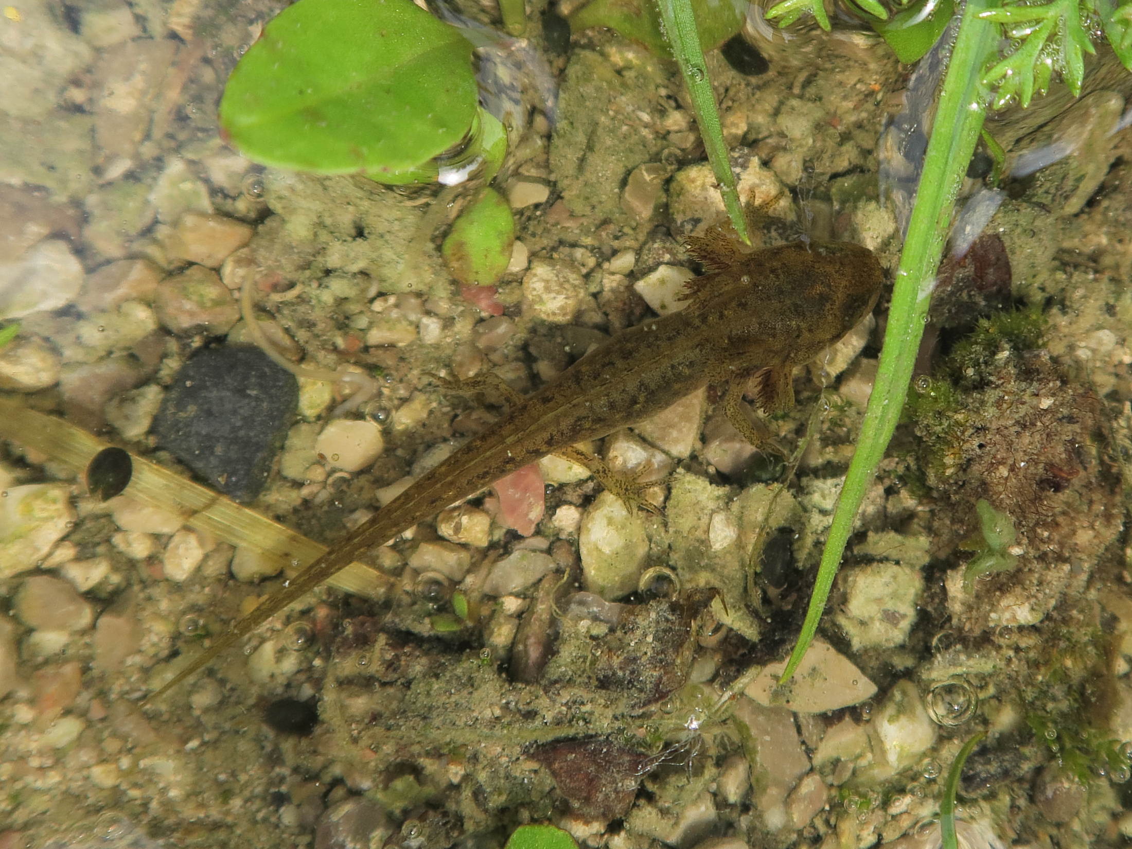 lissotriton_vulgaris6md