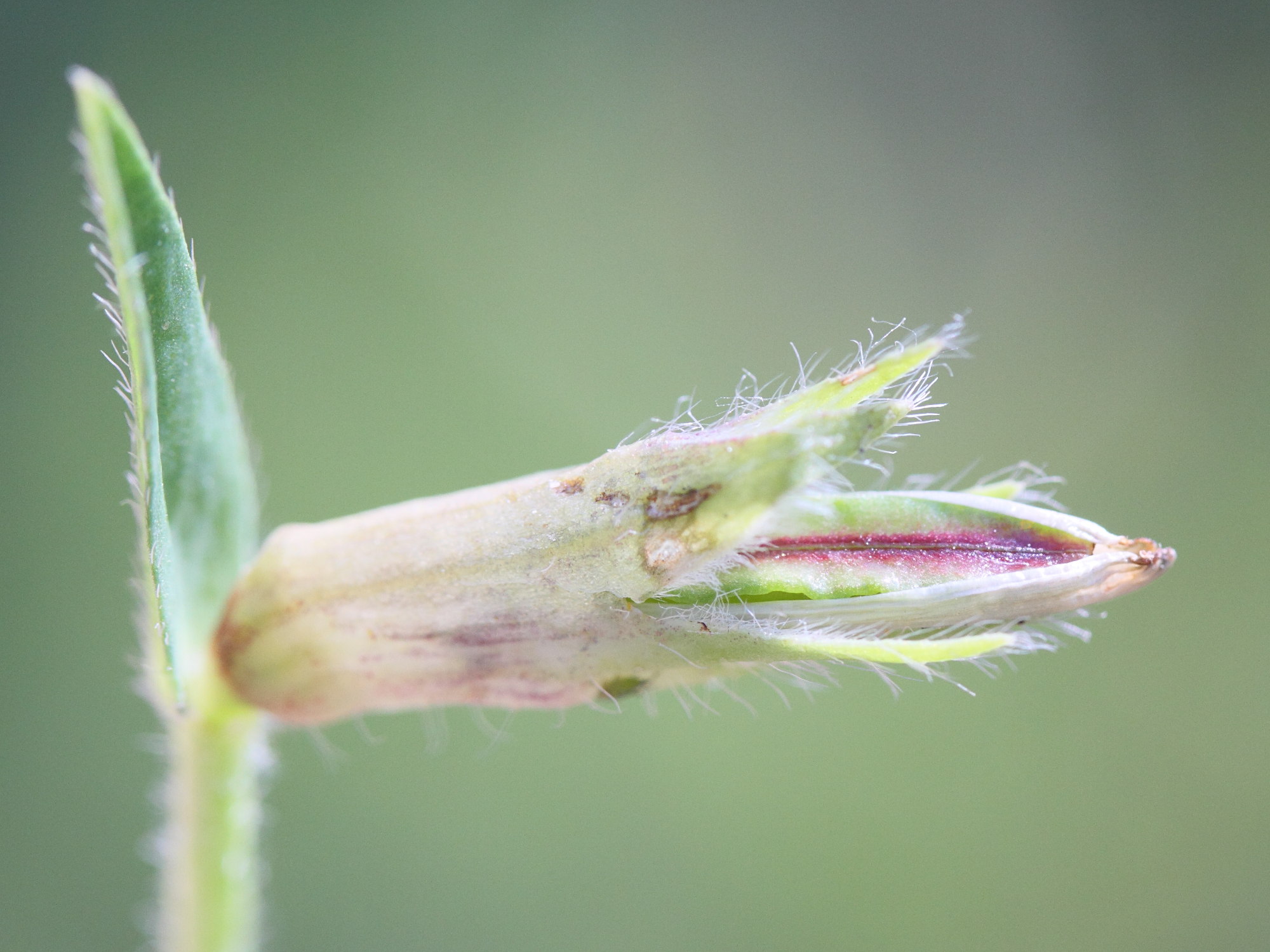 Afficher le média lotus_maritimus4md lotus_maritimus4md