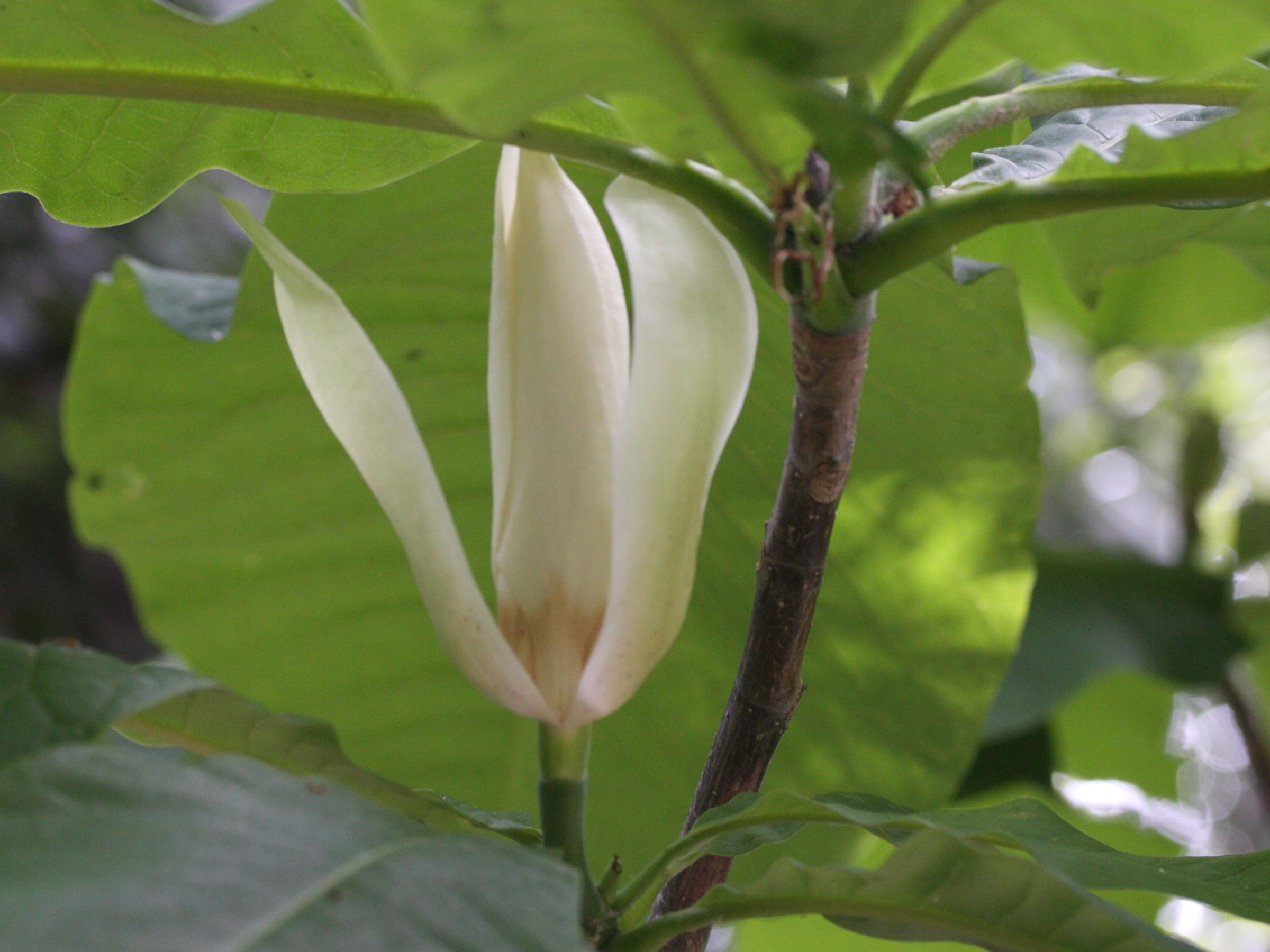 magnolia_tripetala4md