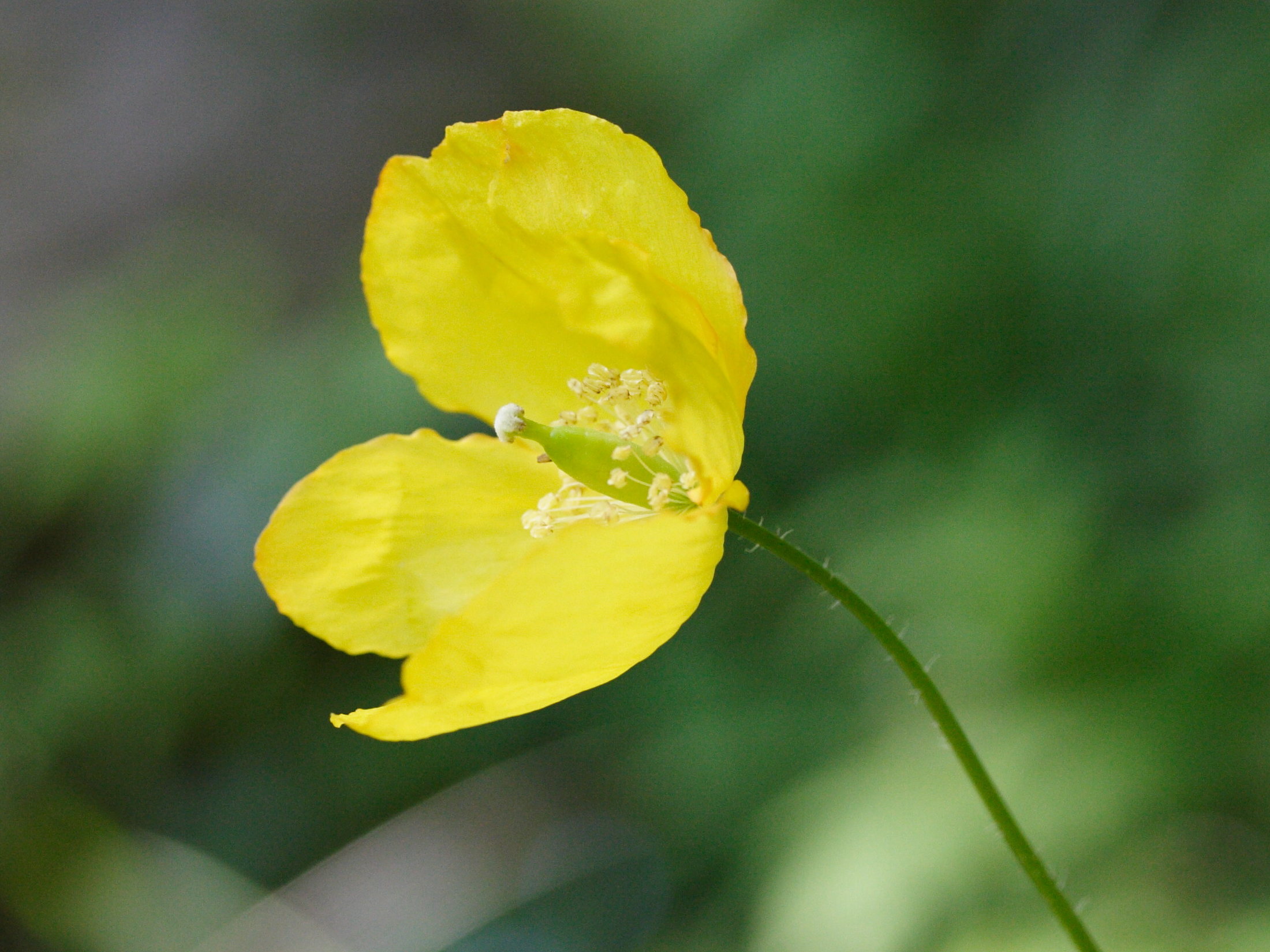 meconopsis_cambrica3md