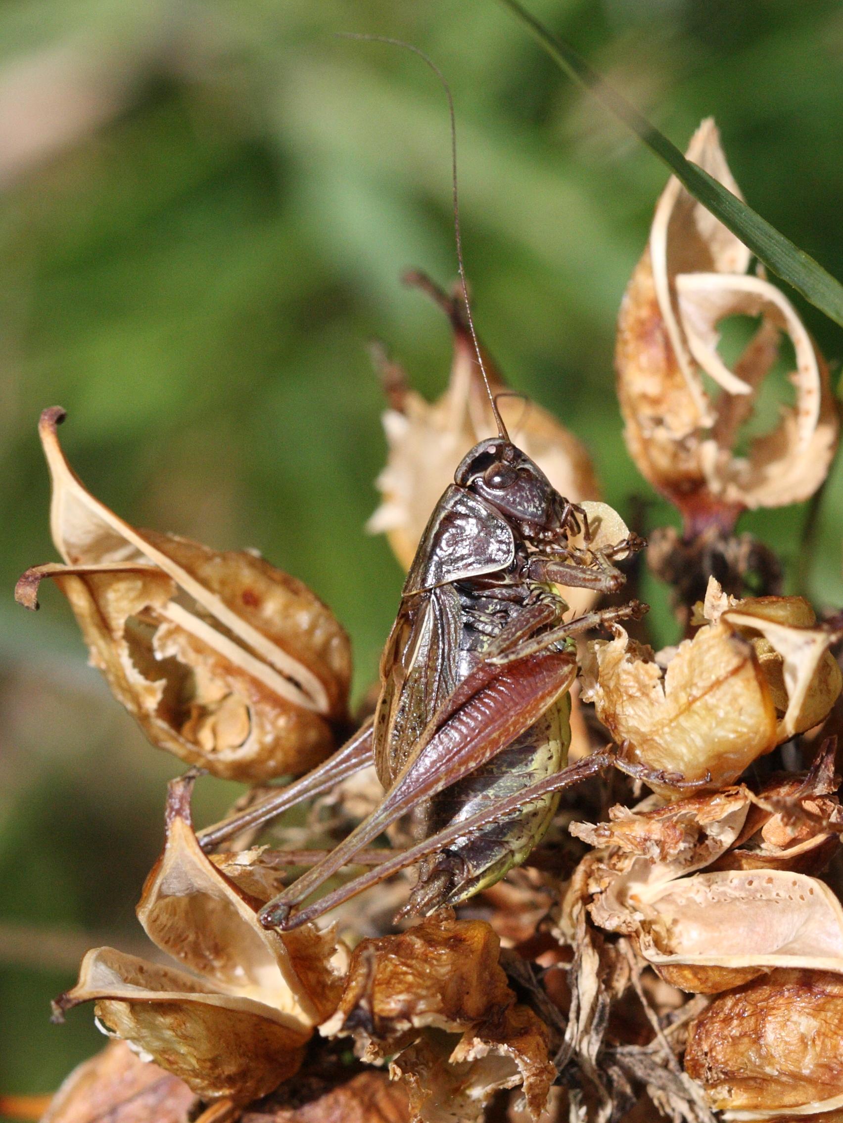 metrioptera_saussuriana1md