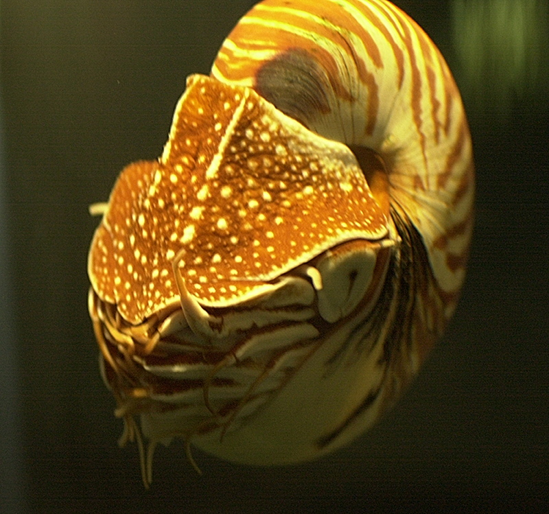 nautilus_pompilius2md