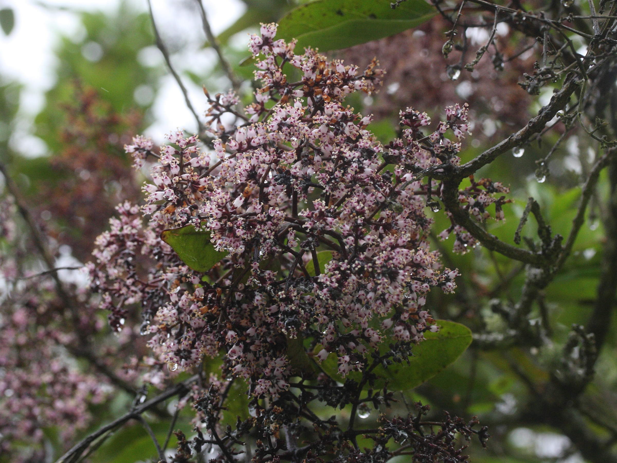 nuxia_verticillata5md