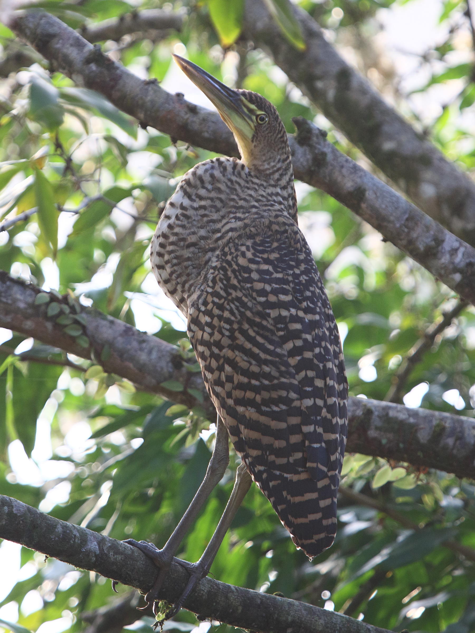 onore_du_mexique_-_tigrisoma_mexicanum2bd