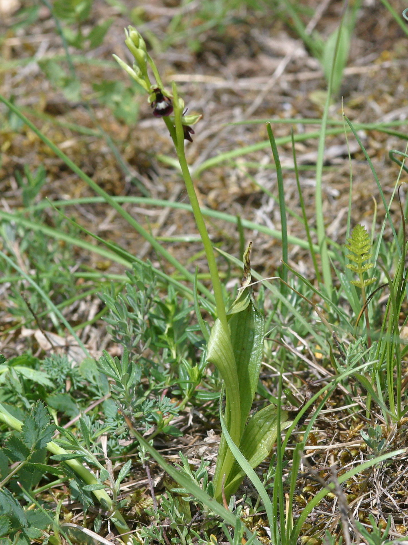 Afficher le média ophrys_insectifera1md ophrys_insectifera1md