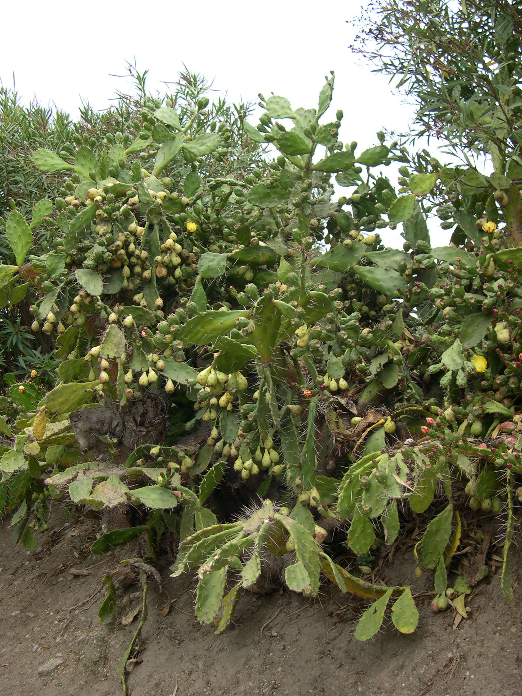 opuntia_monacantha1md