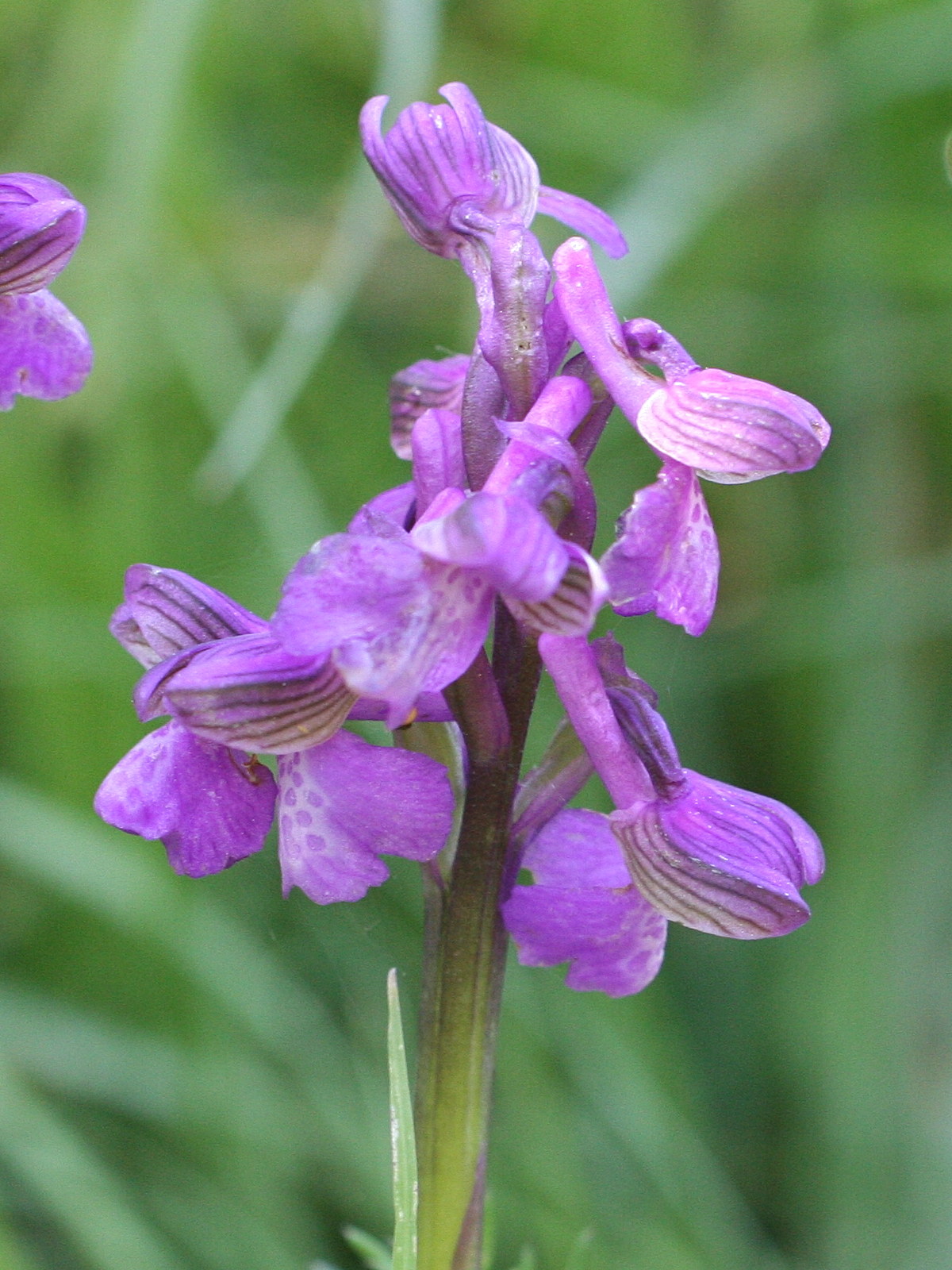 orchis_morio_morio2md