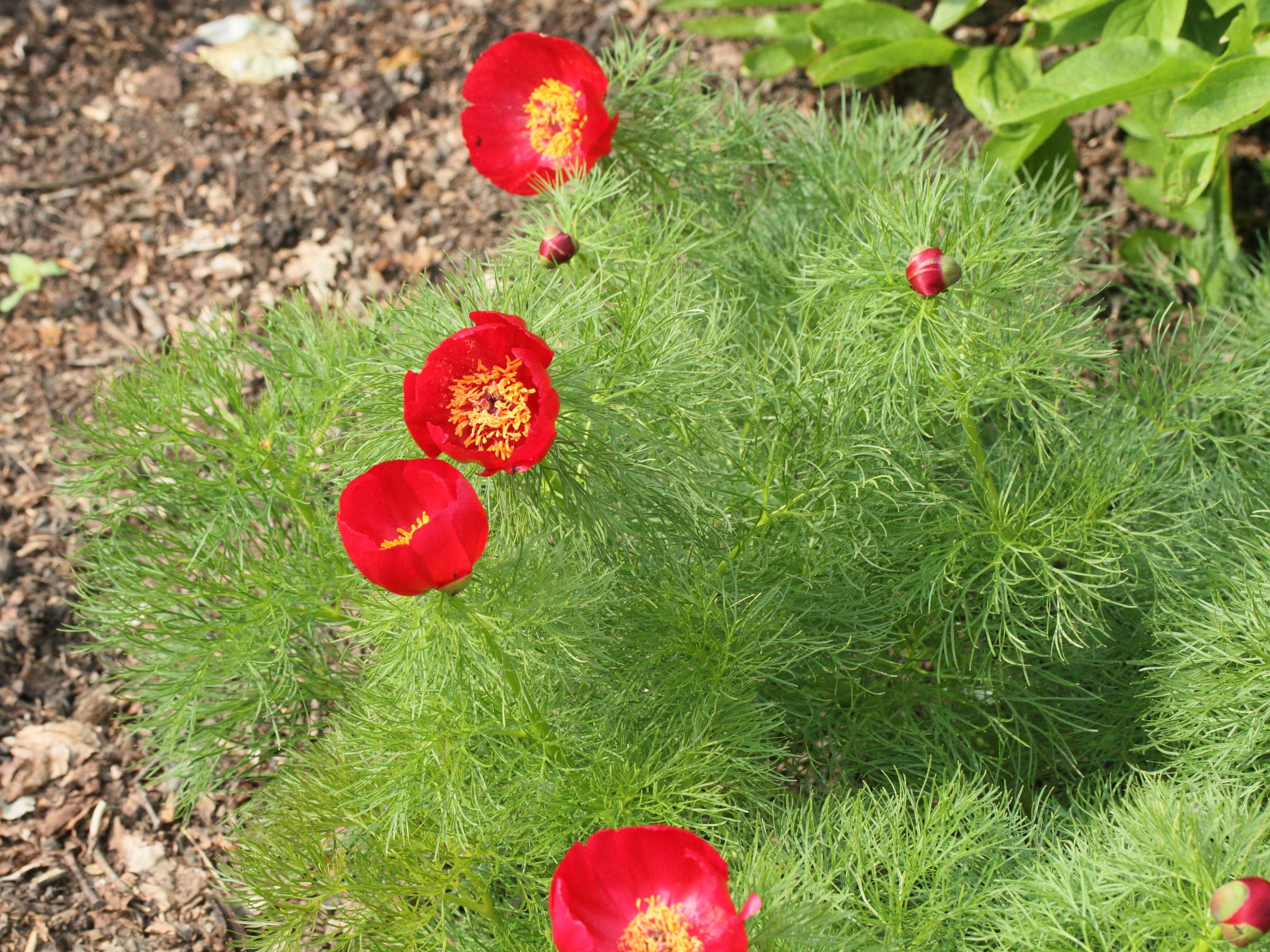 paeonia_tenuifolia1md