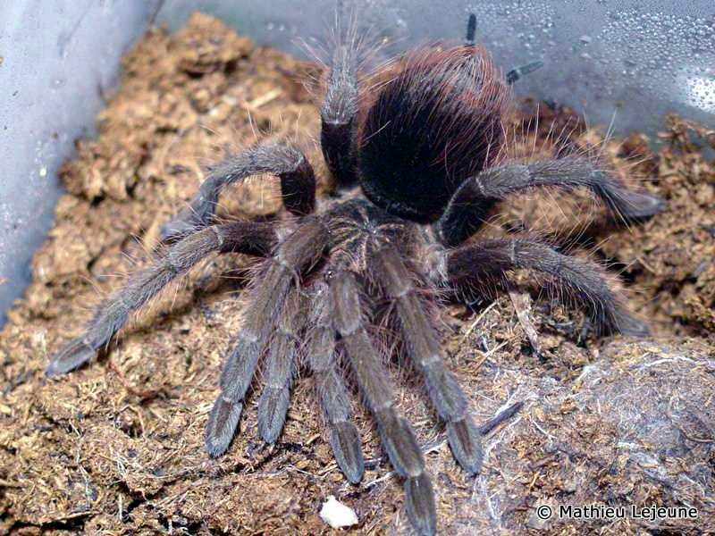 panphobeteus_fortis2ml