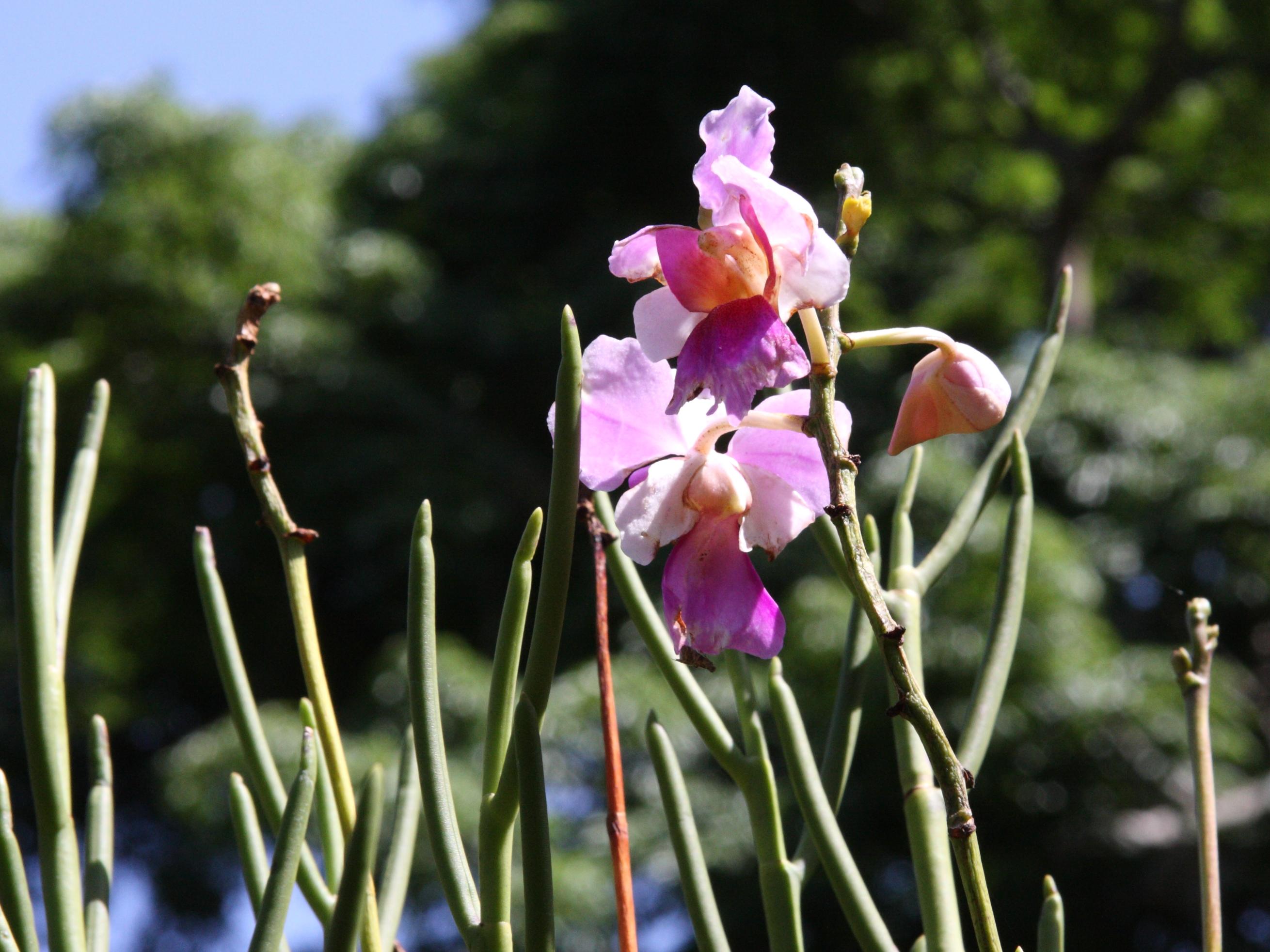 papilionanthe_teres2md